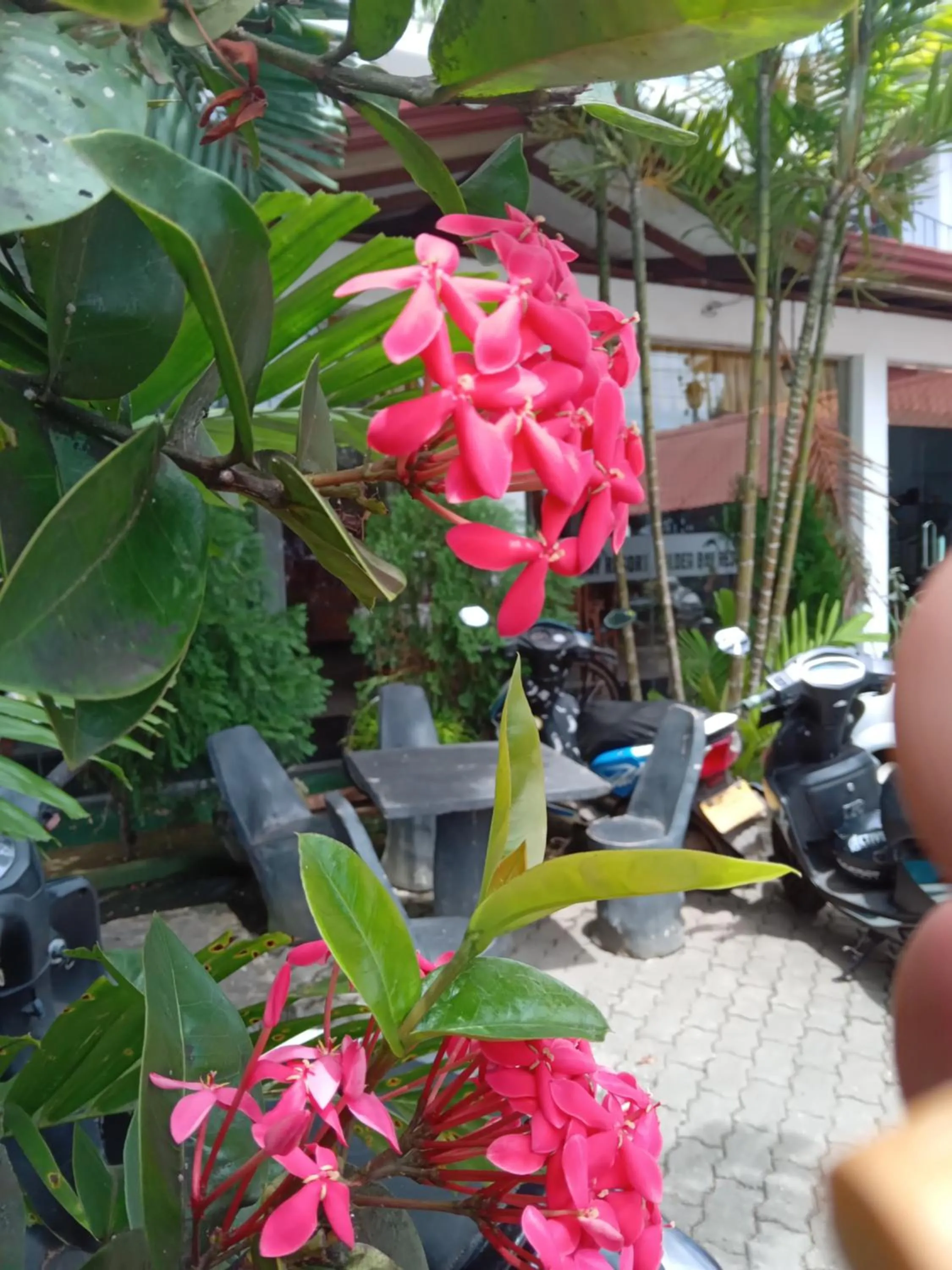 Garden in New Golden Bay Resort Weligama