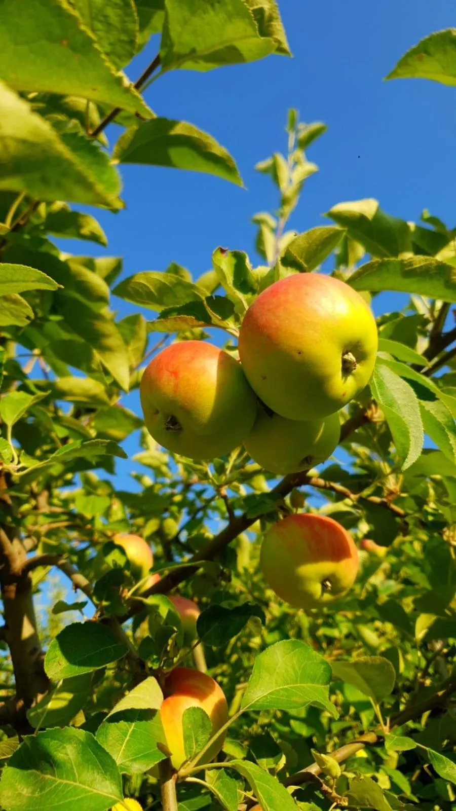 Spring in Guest House Ijevan's Garden