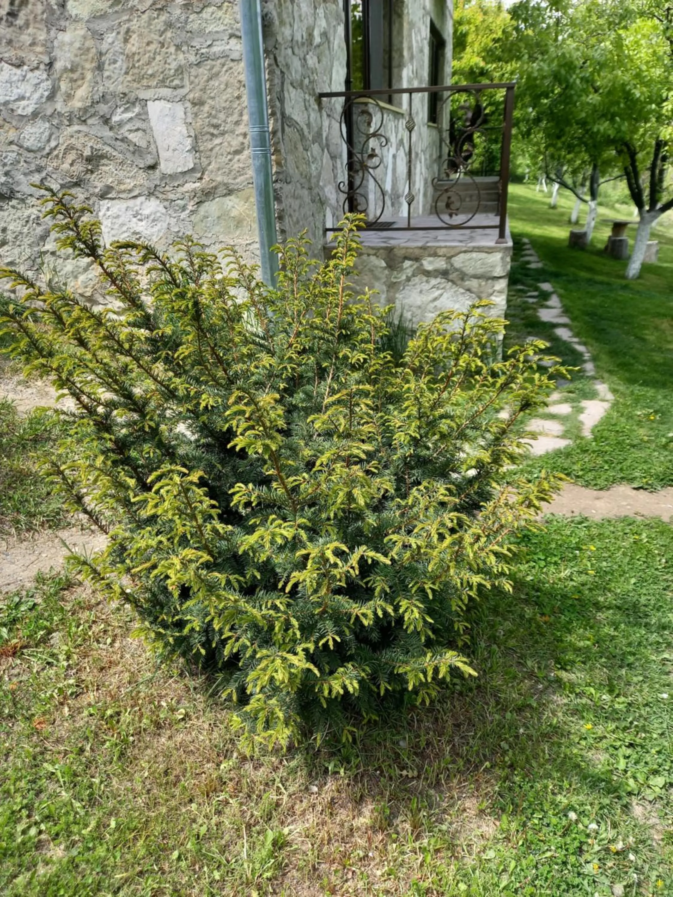 Spring in Guest House Ijevan's Garden