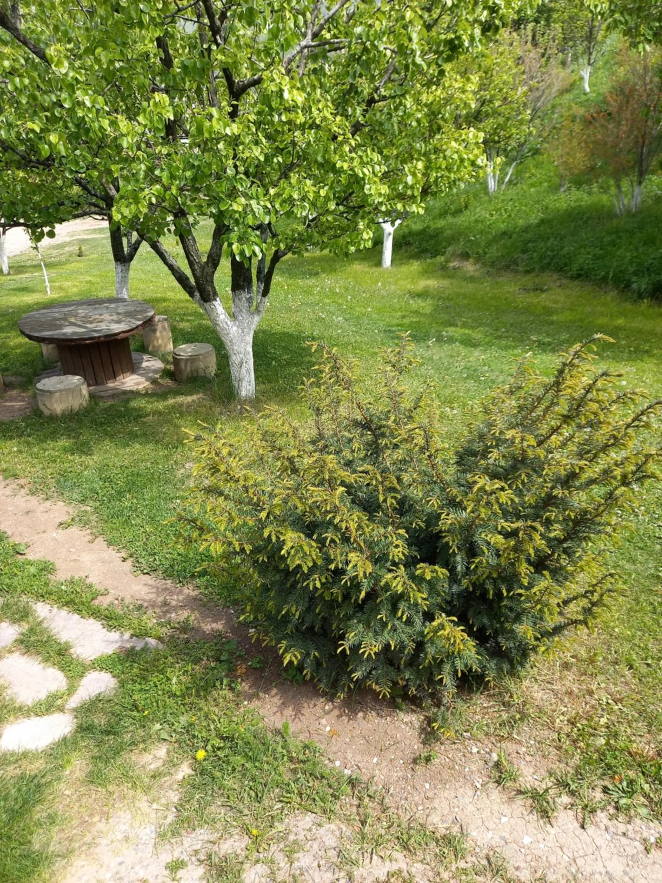 Spring in Guest House Ijevan's Garden