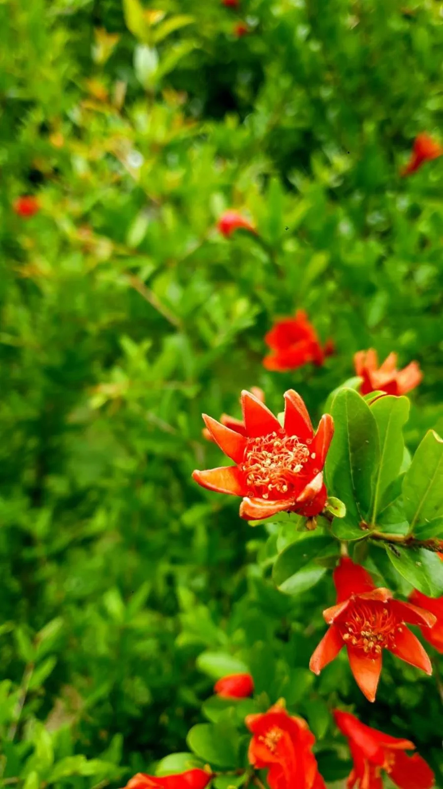Spring in Guest House Ijevan's Garden