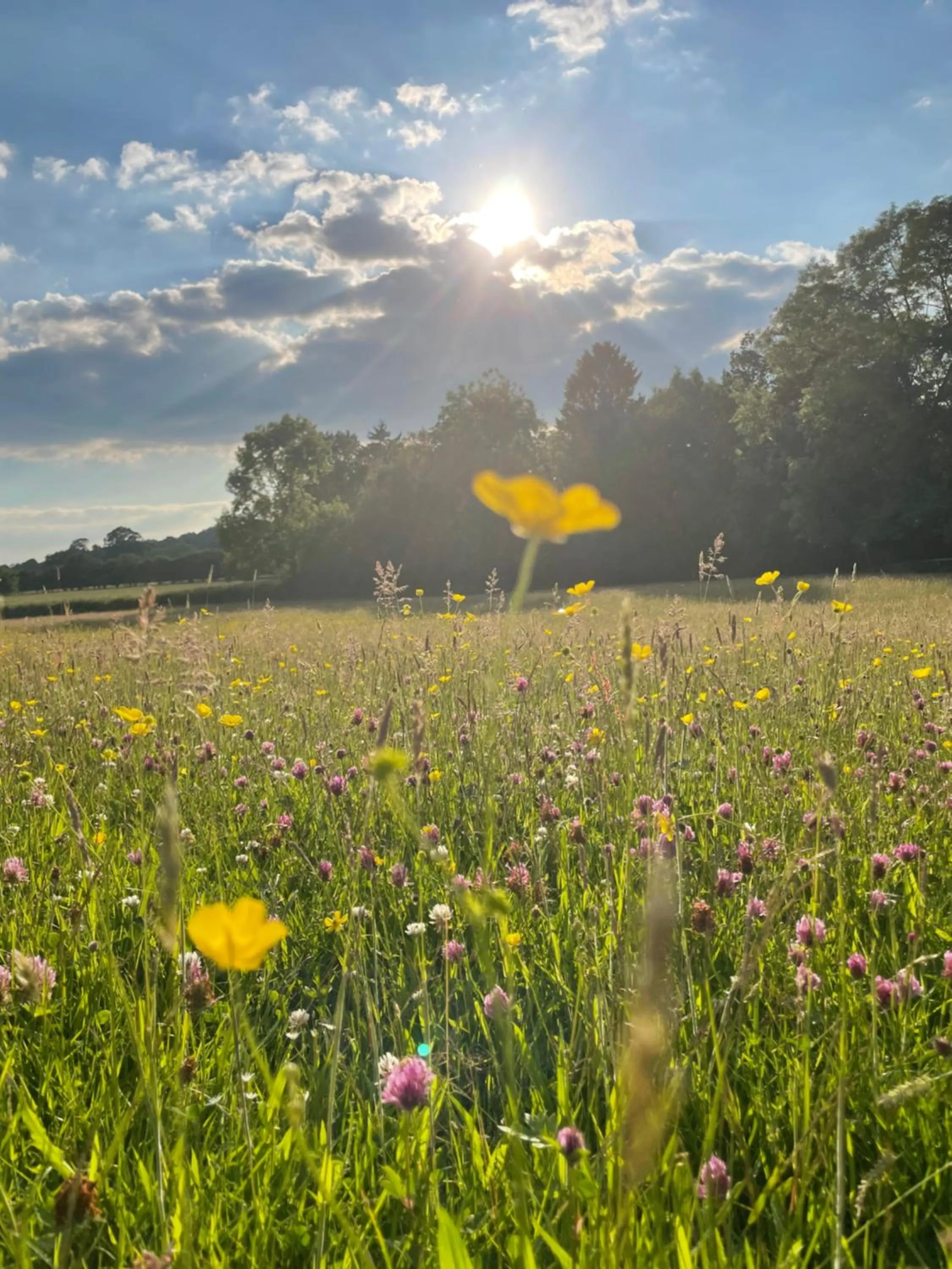 Natural landscape in The Cedars Ludlow