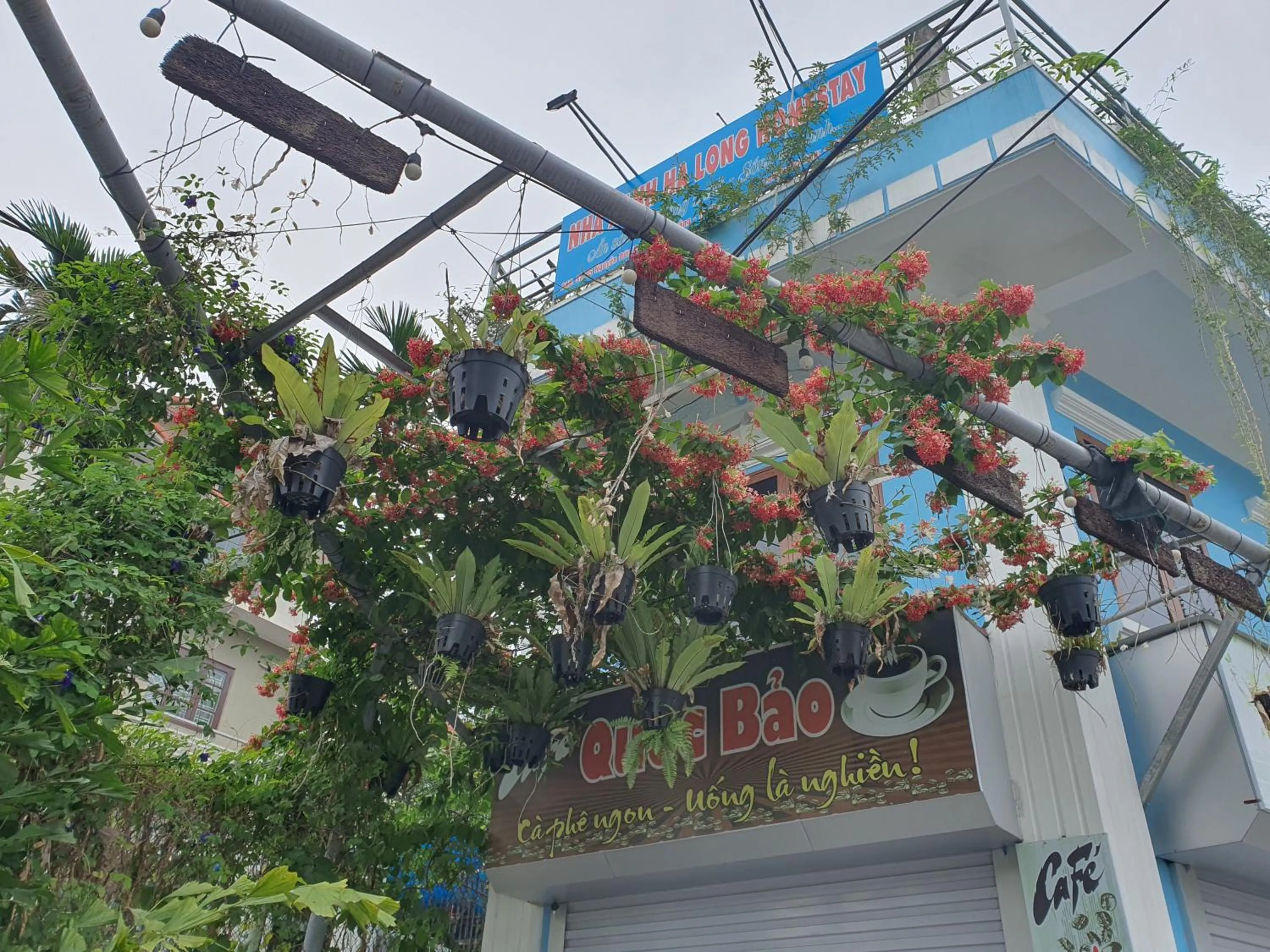 Nha Xanh Ha Long Homestay