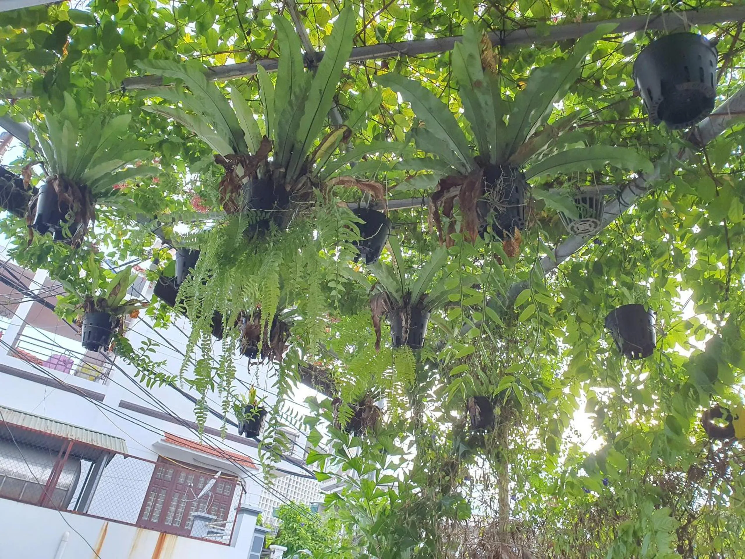 Nha Xanh Ha Long Homestay