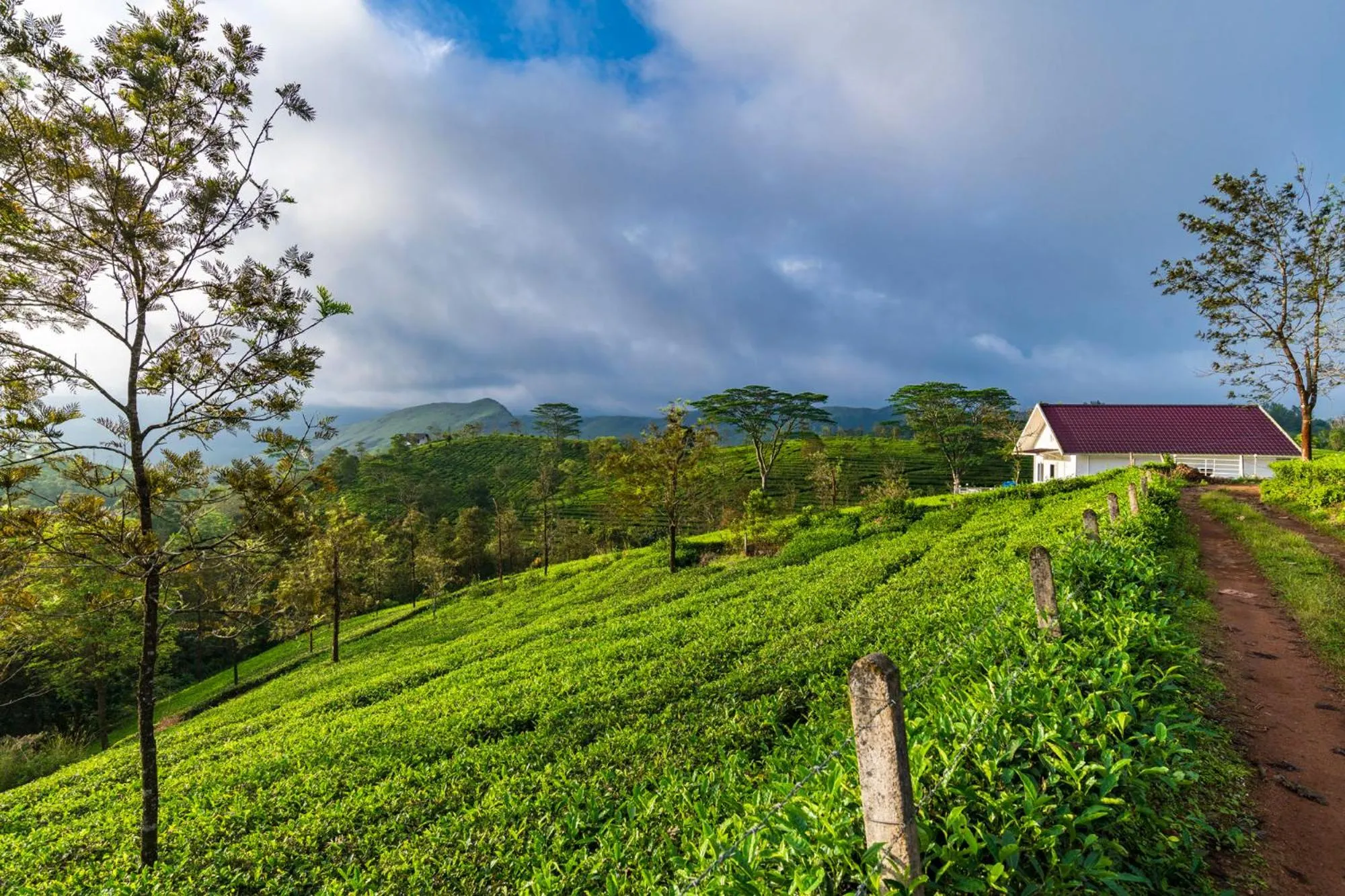 View (from property/room) in Pine Clough Resort Vagamon