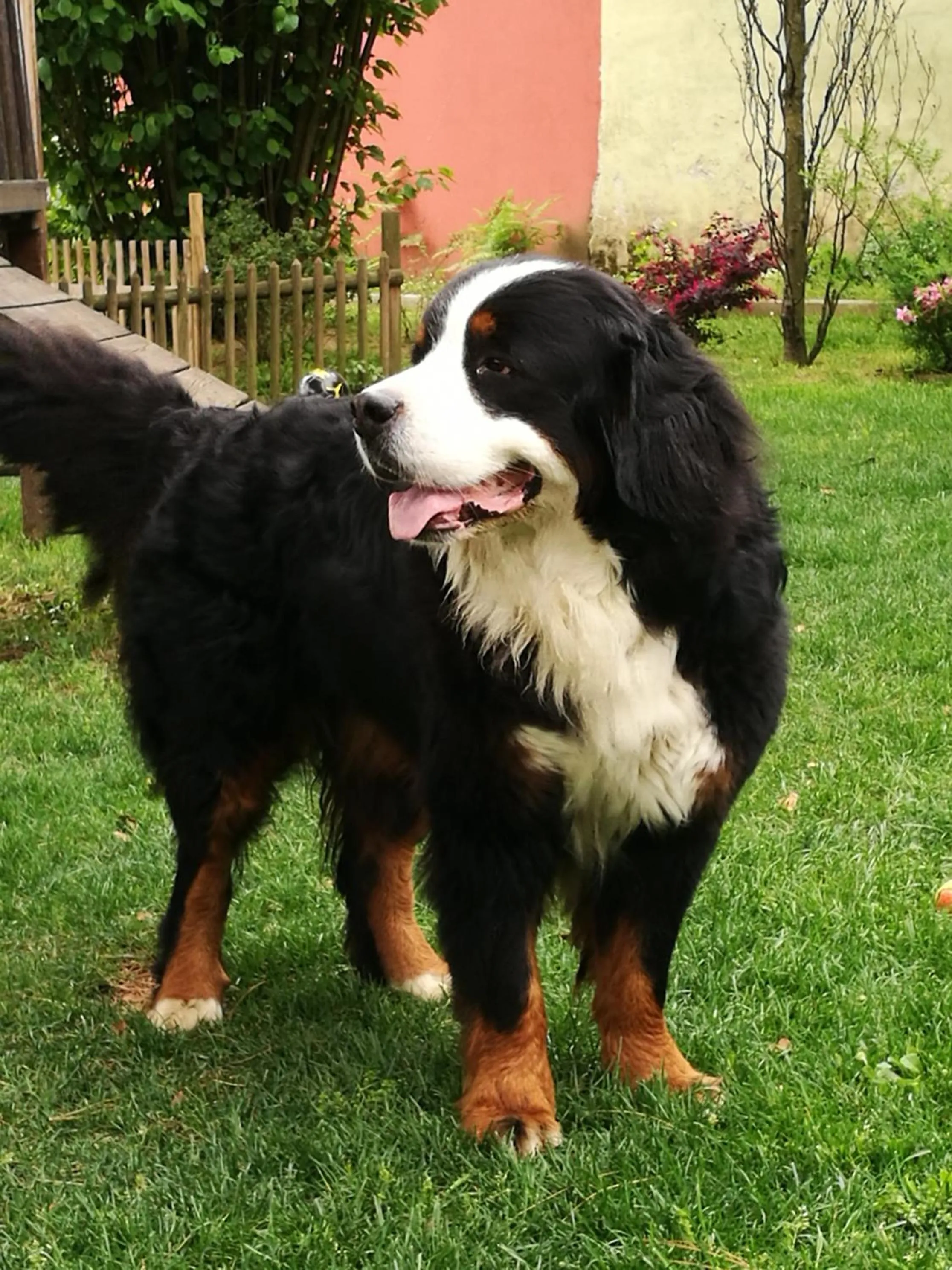 Pets in Il Pettirosso B&B