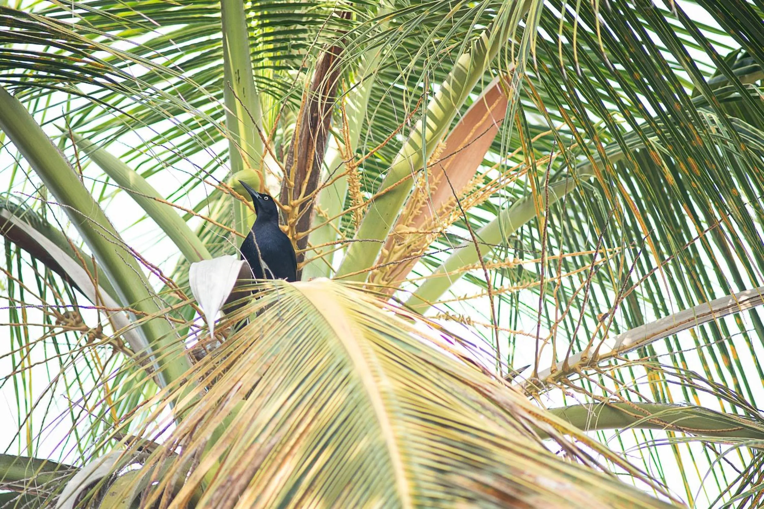 Garden in Fenix Beach Cartagena