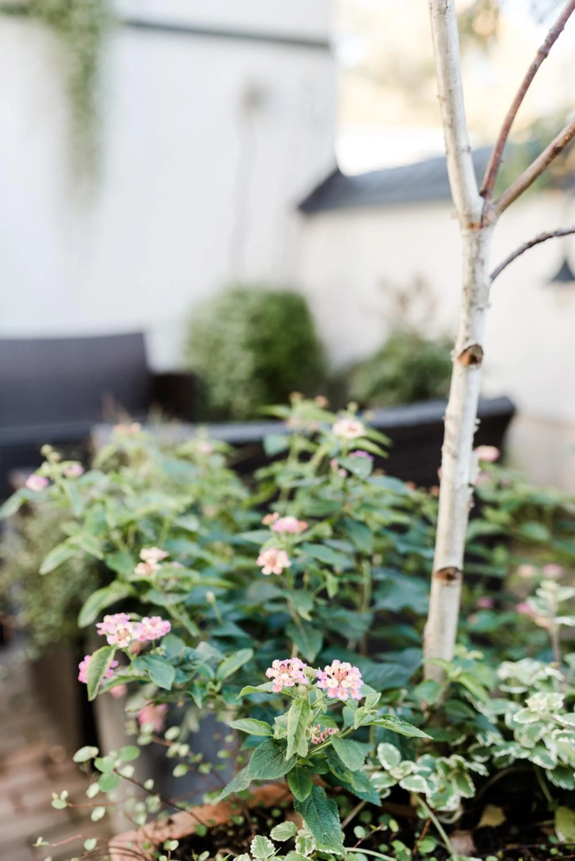 Garden in Sommers Hotel Altes Posteck