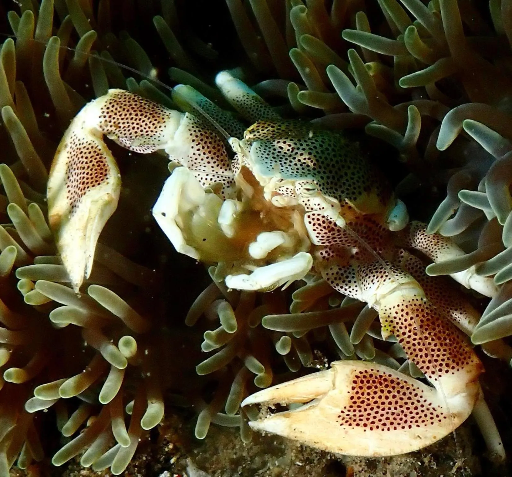 Diving in Infinity Diving Resort and Residences