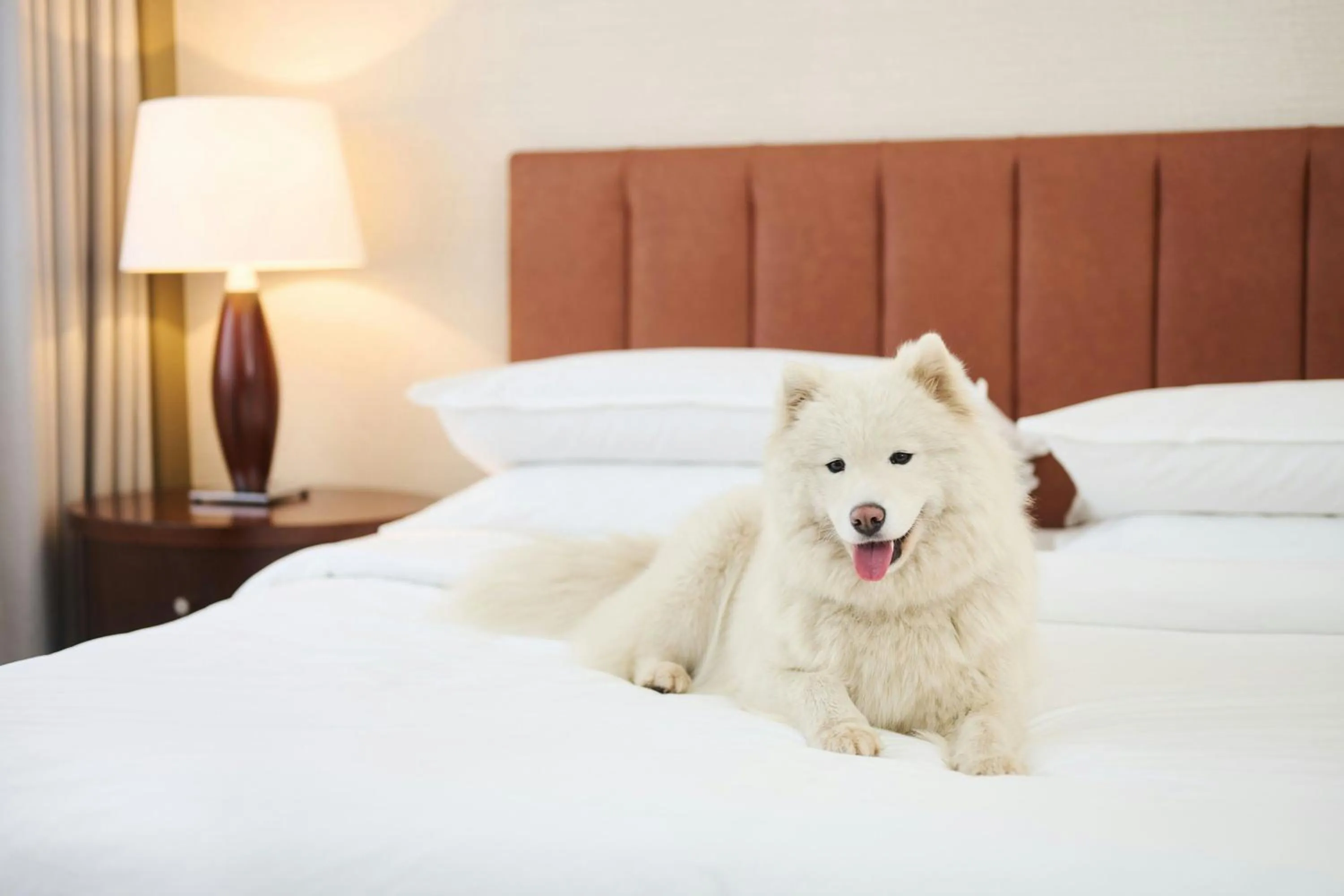 Other, Bed in Sheraton Poznan Hotel