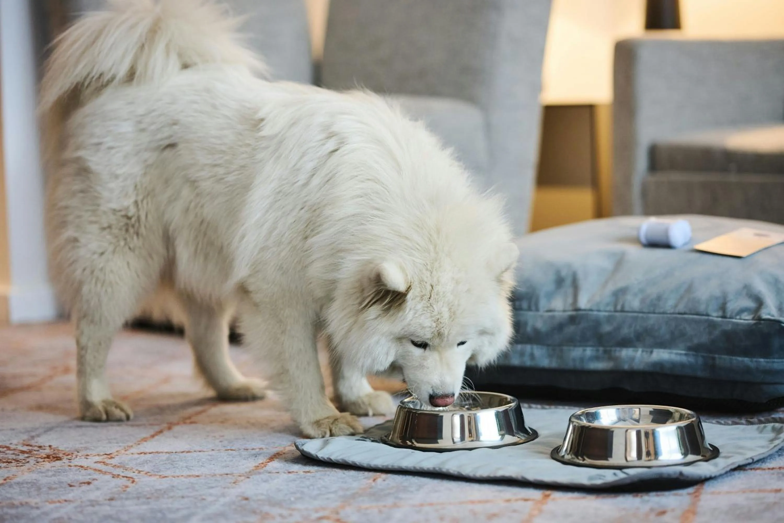 Other in Sheraton Poznan Hotel