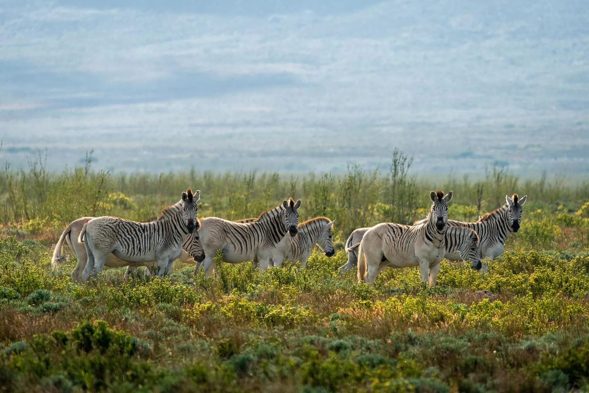 Natural landscape in Bartholomeus Klip Farmhouse