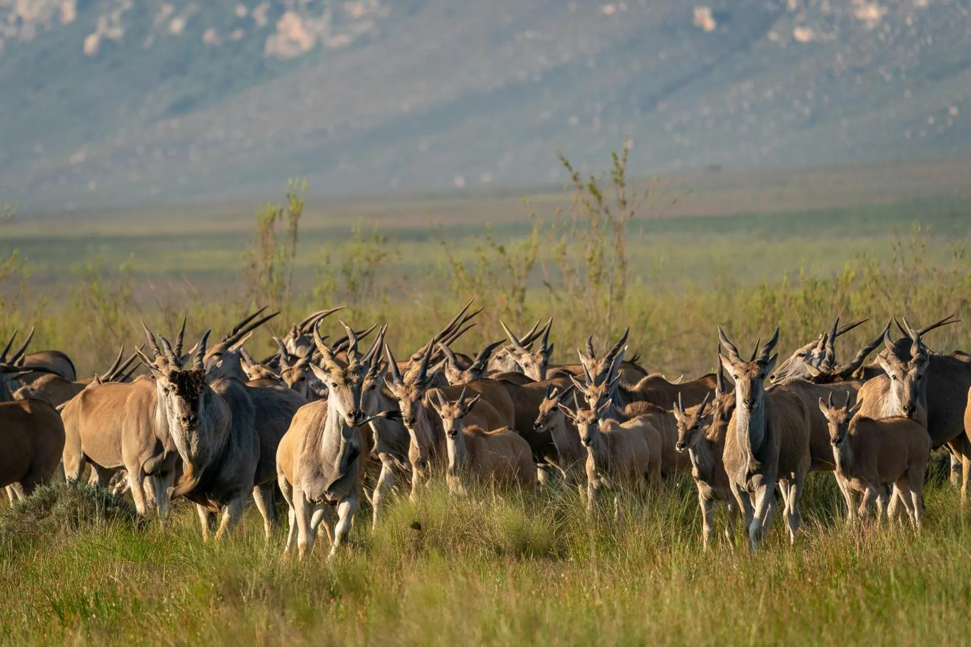 Natural landscape in Bartholomeus Klip Farmhouse