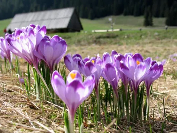 Spring in Geovita Zakopane