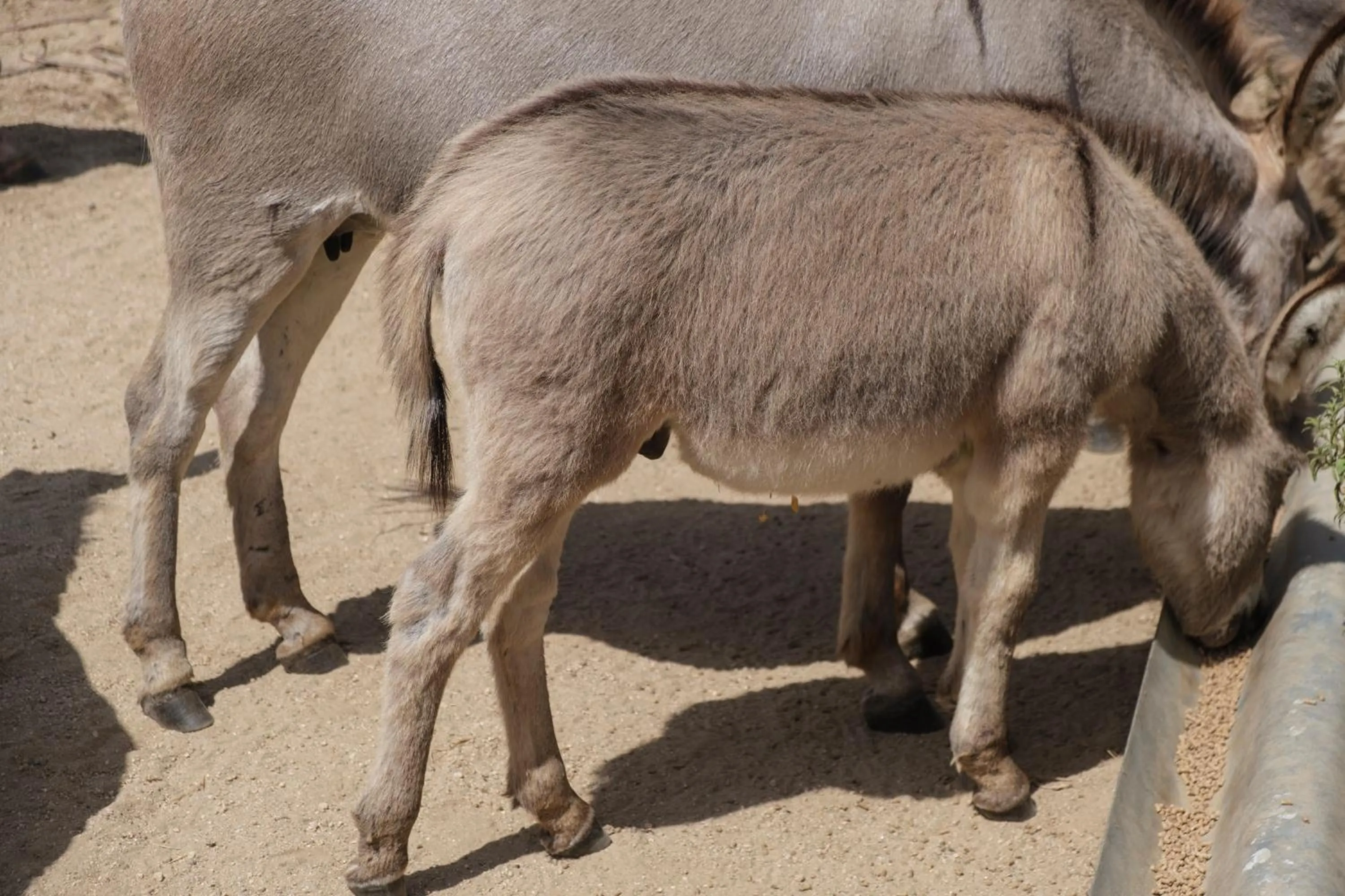 Animals in B&B Terra e Smeralda