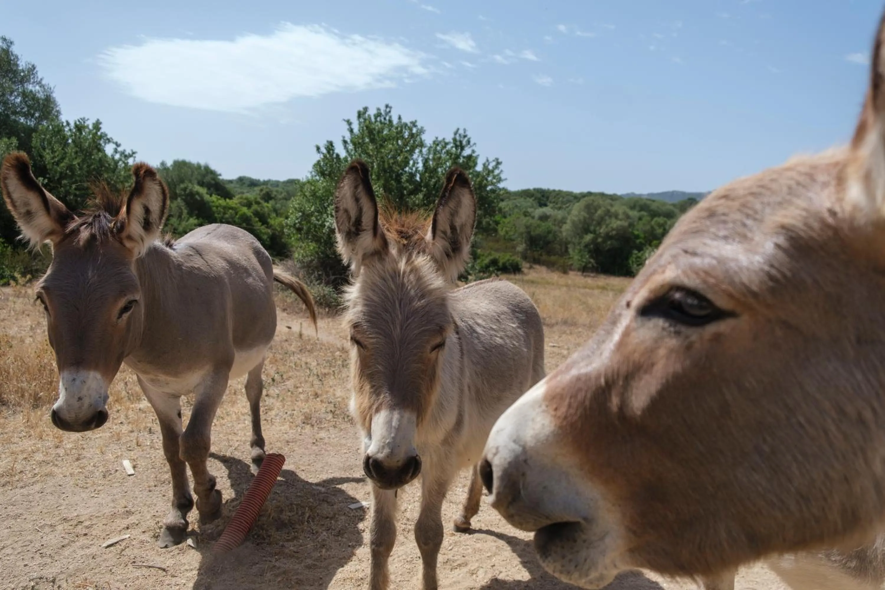 Animals in B&B Terra e Smeralda