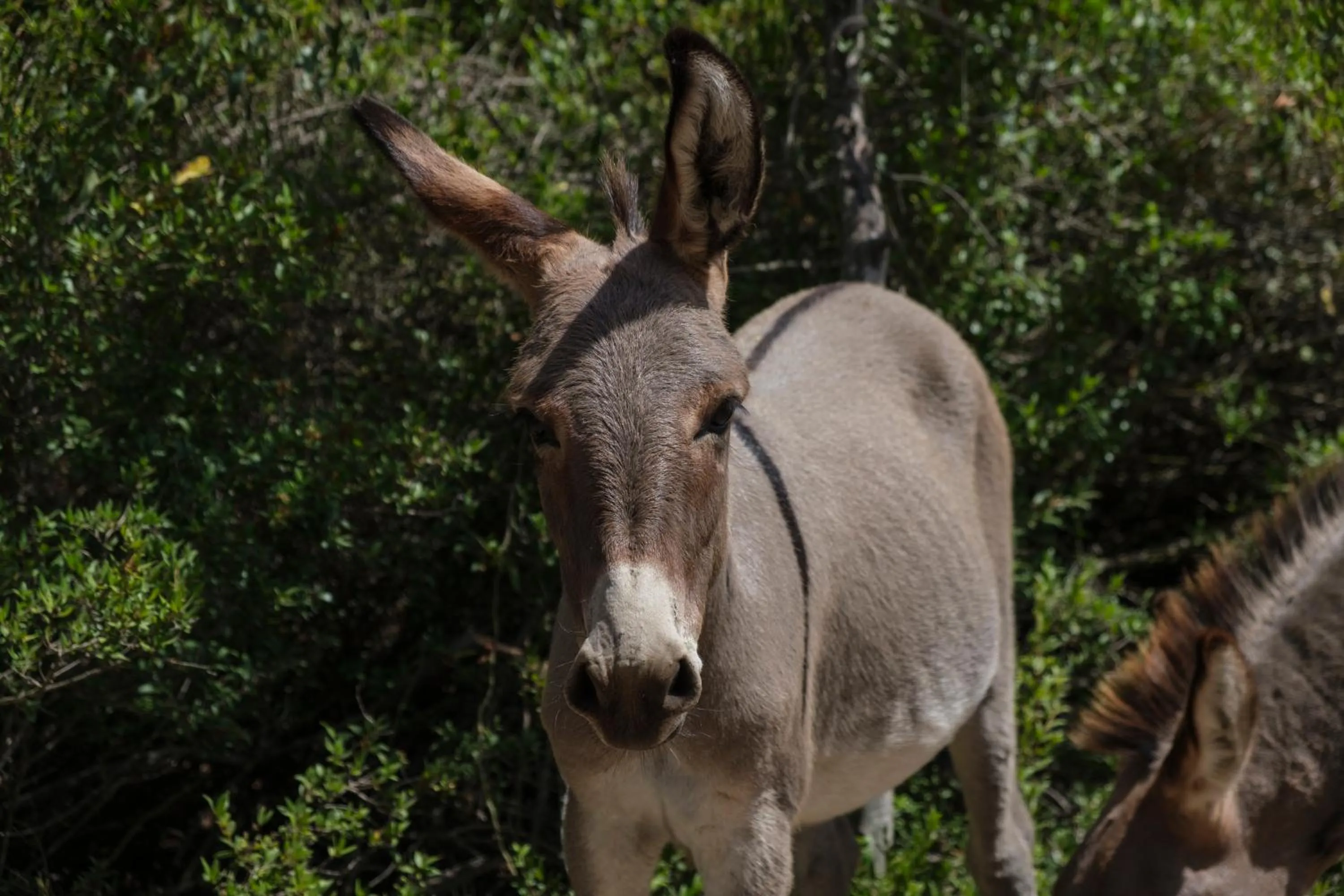 Animals in B&B Terra e Smeralda