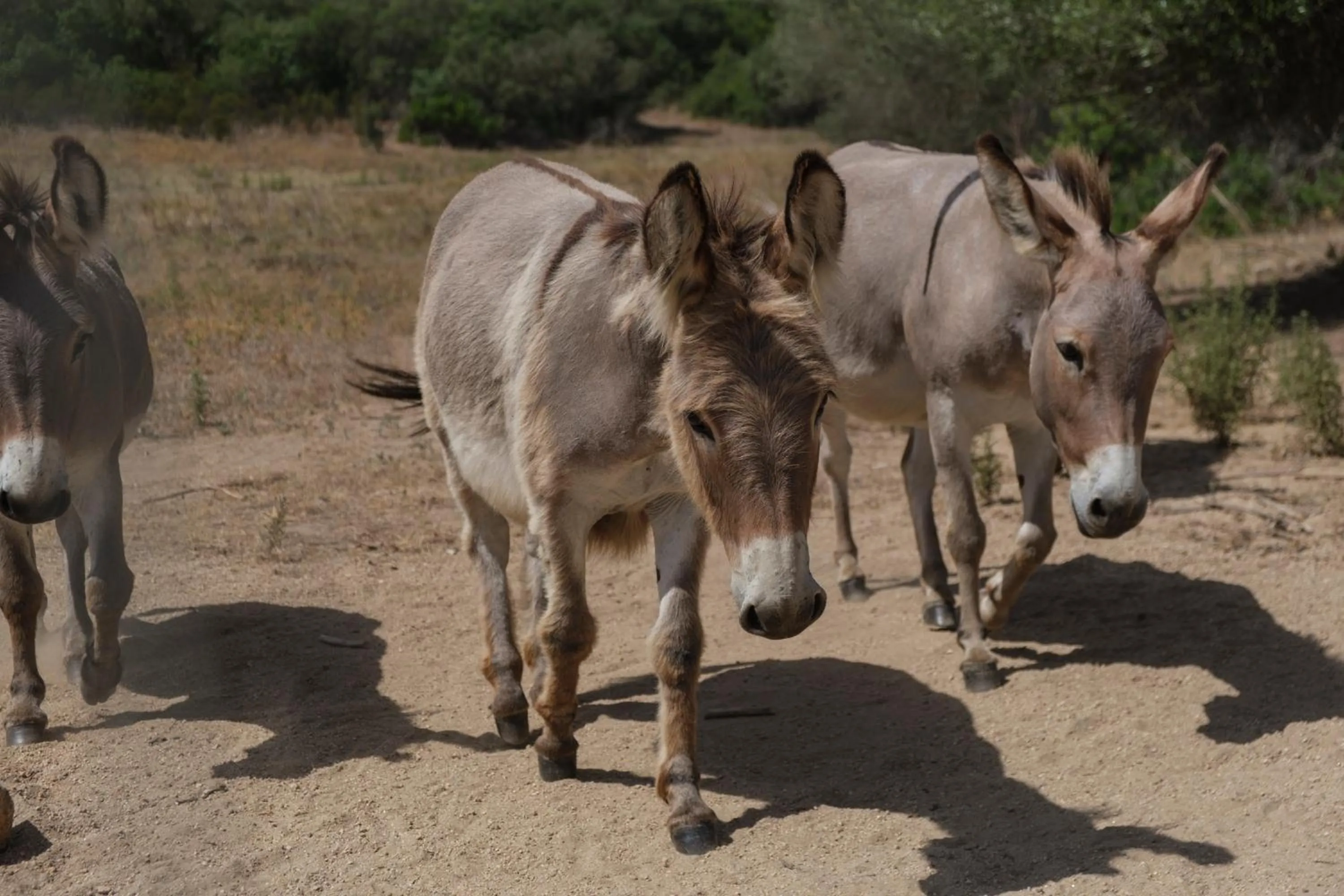 Animals in B&B Terra e Smeralda