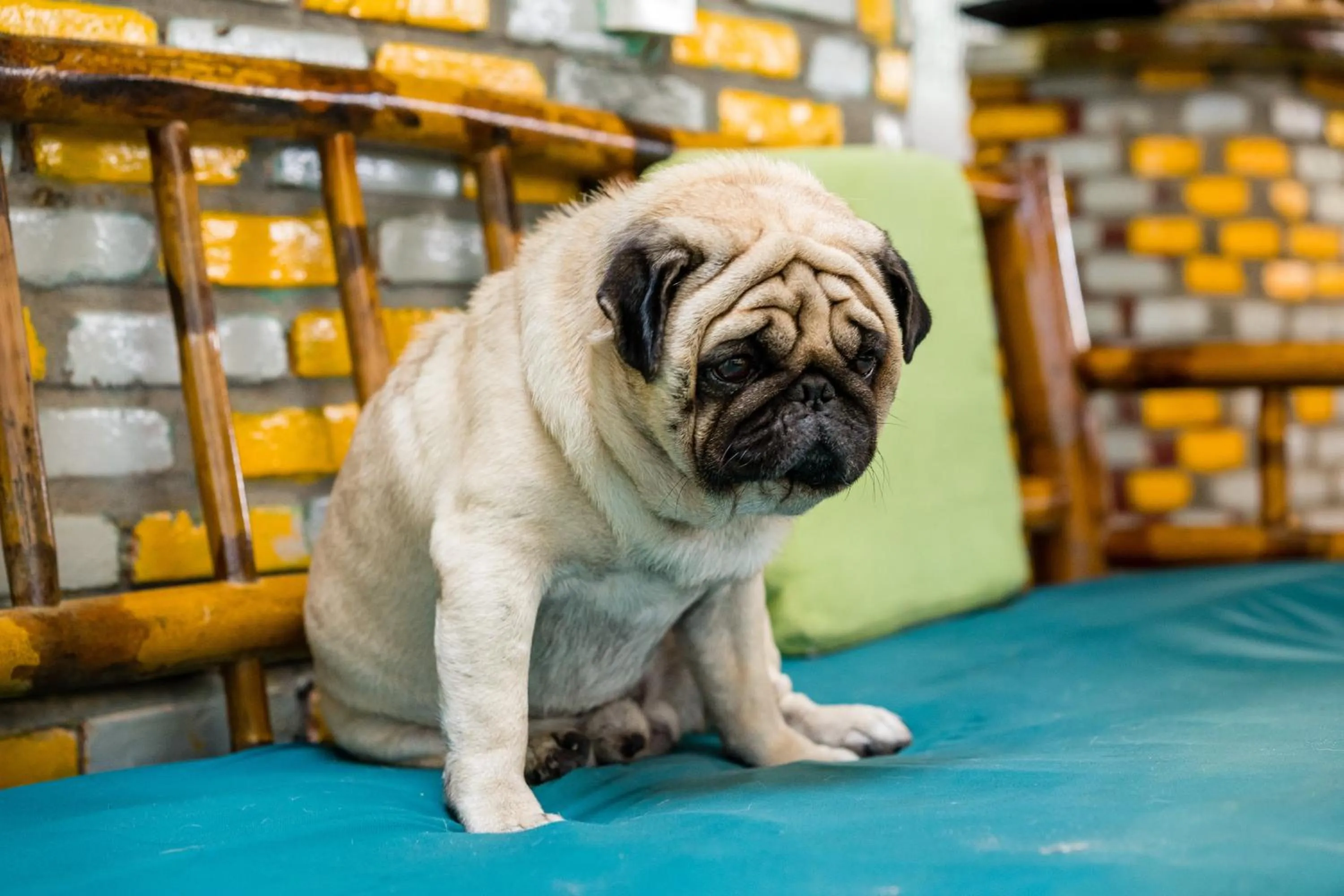 Under The Coconut Tree Hoi An