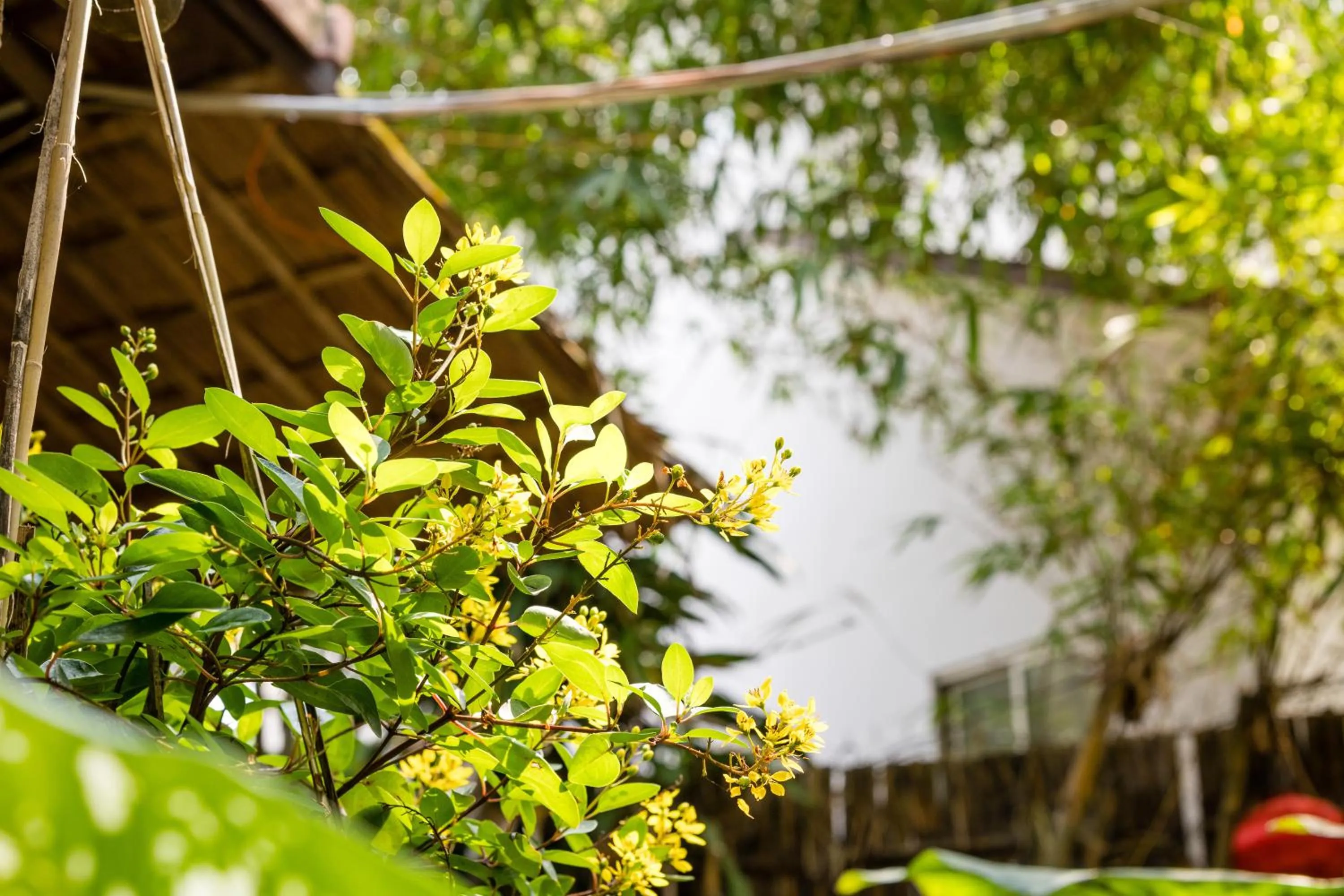 Under The Coconut Tree Hoi An