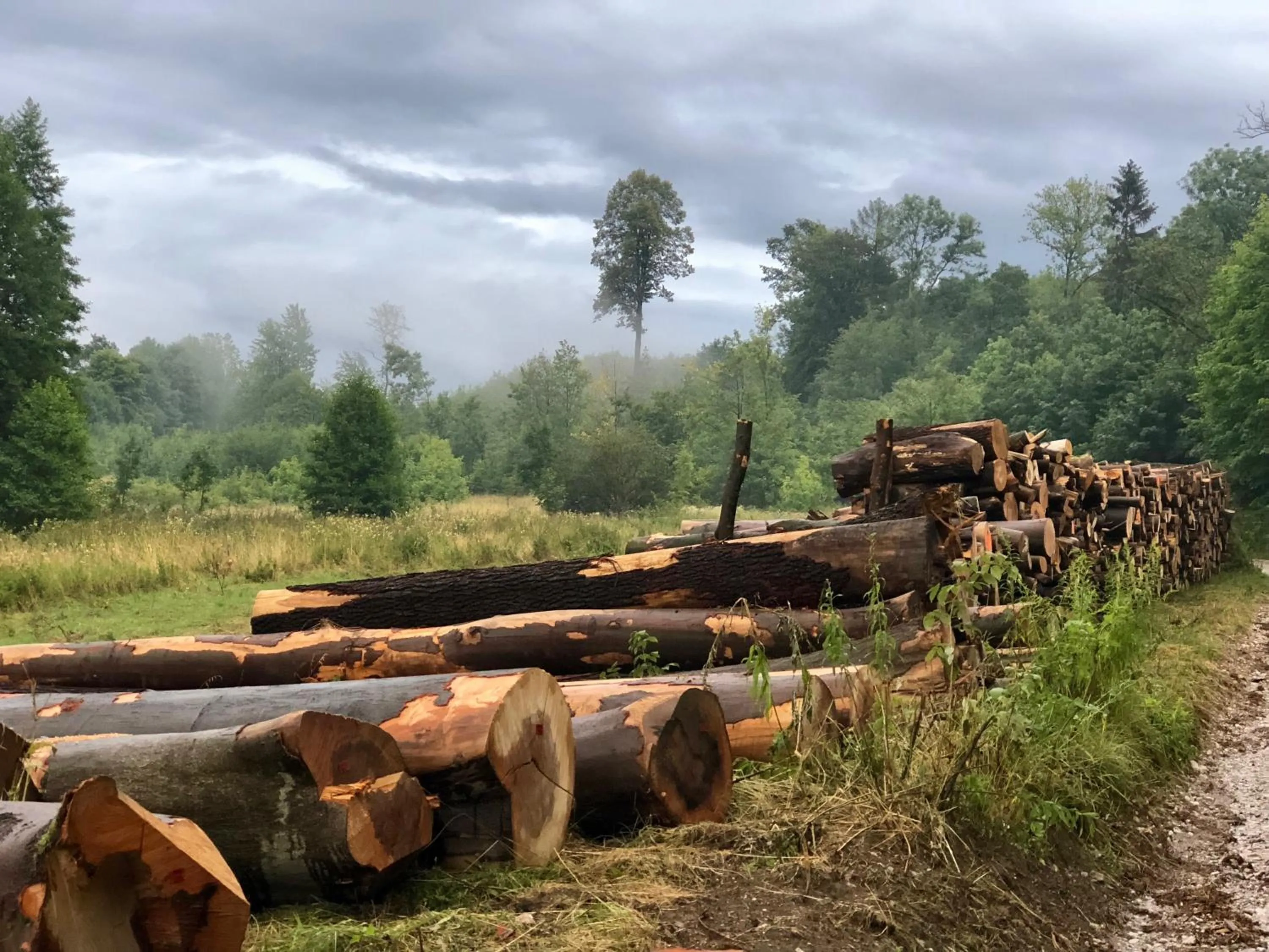 Natural landscape in Villa Greta