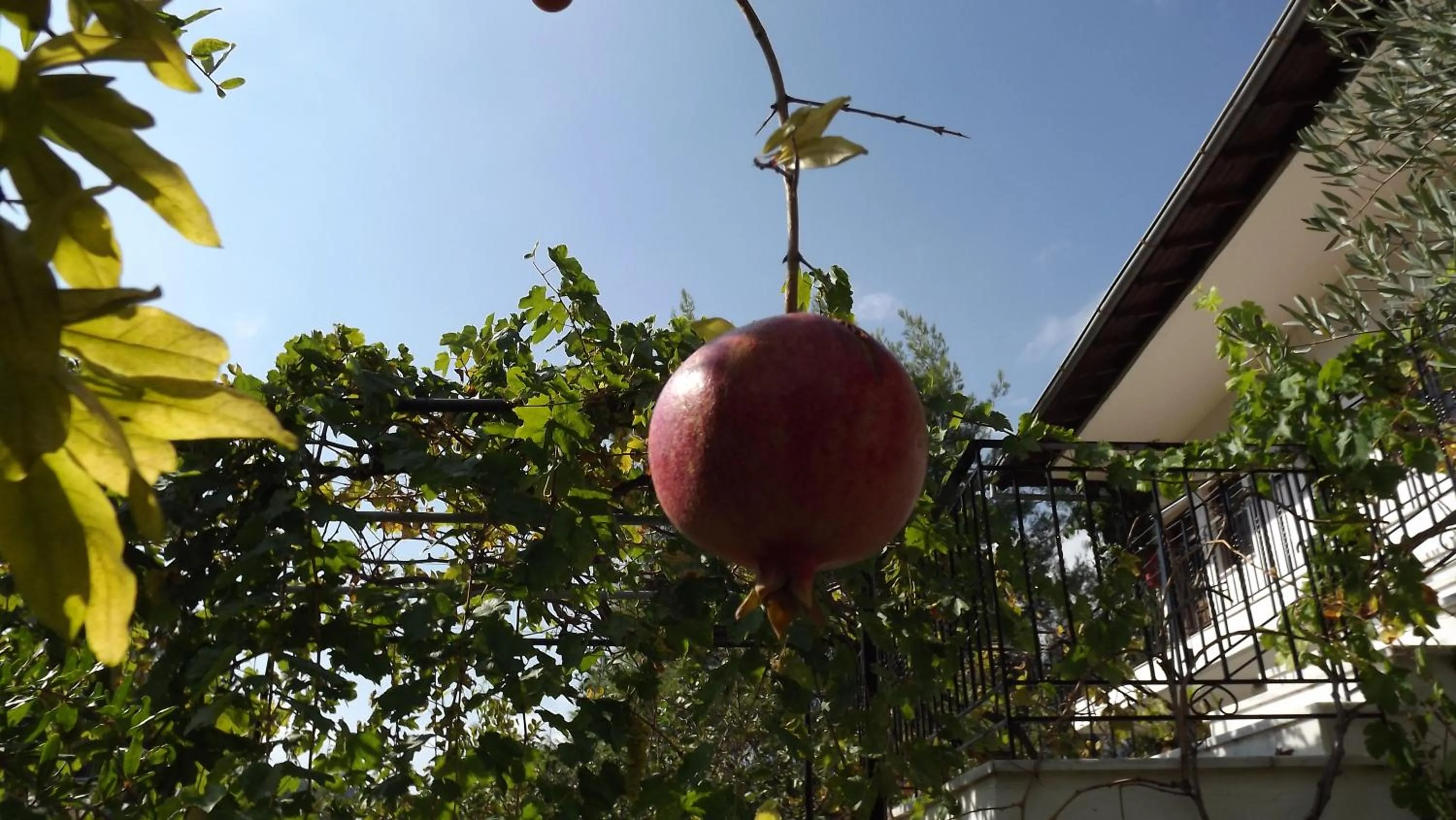 Pefka Studios & Apartments