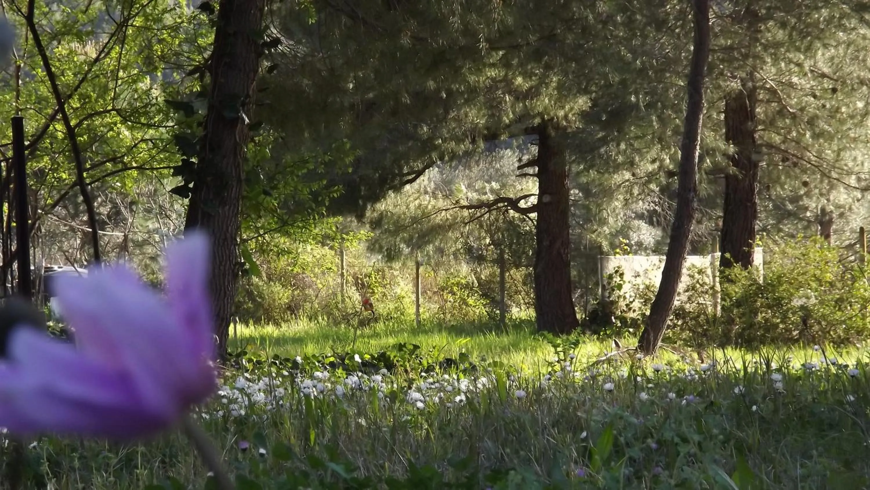 Pefka Studios & Apartments