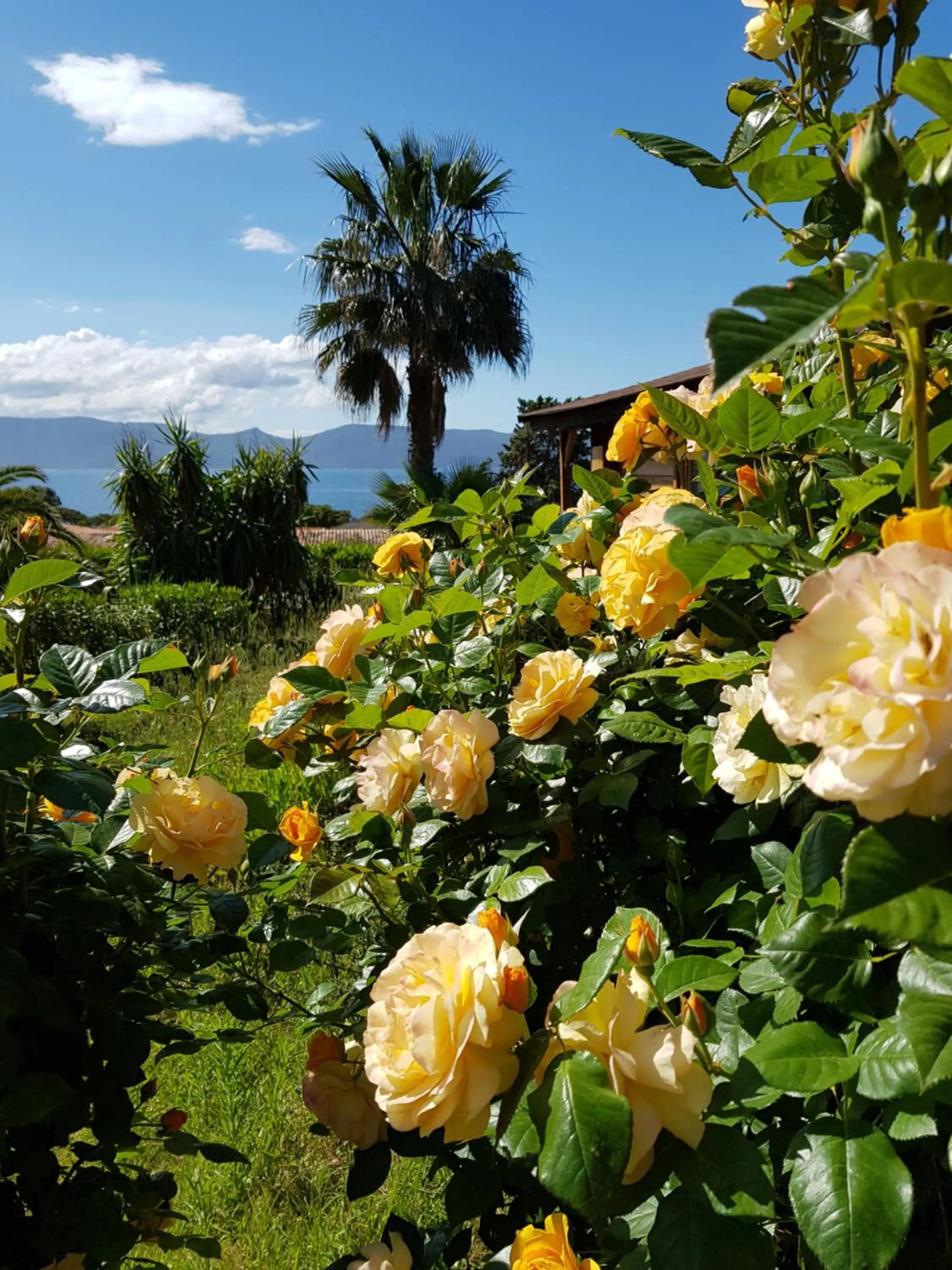 Garden in Mare E Monti