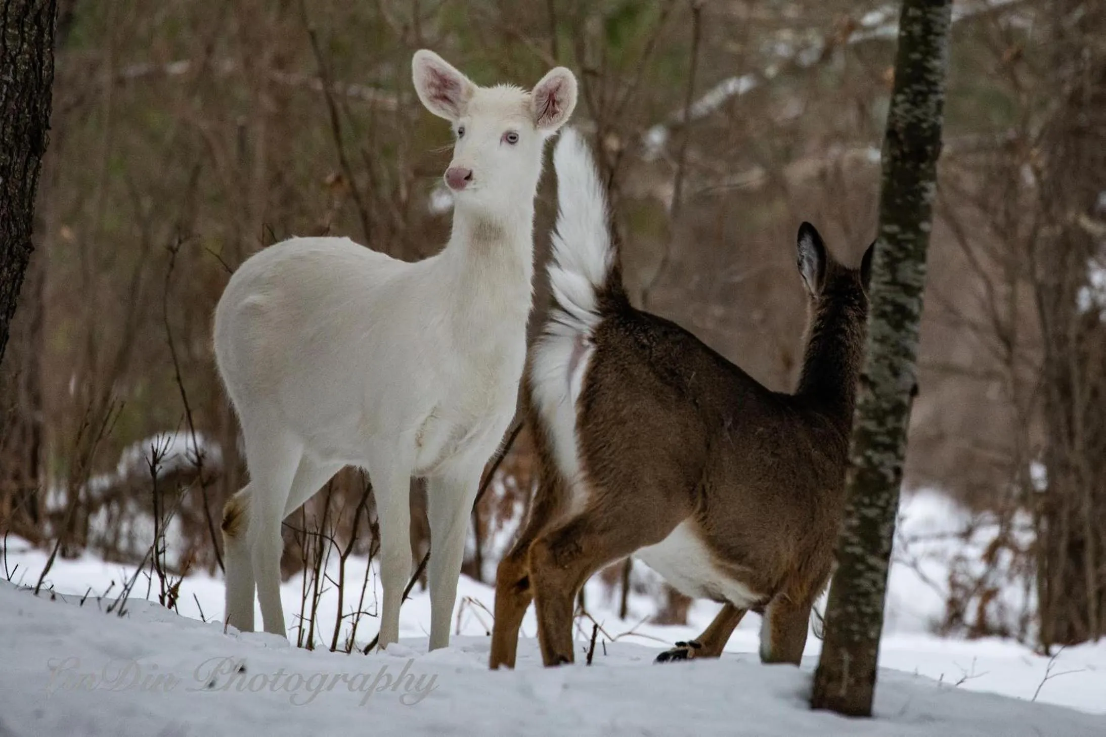 Winter in Boulder Bear Motor Lodge