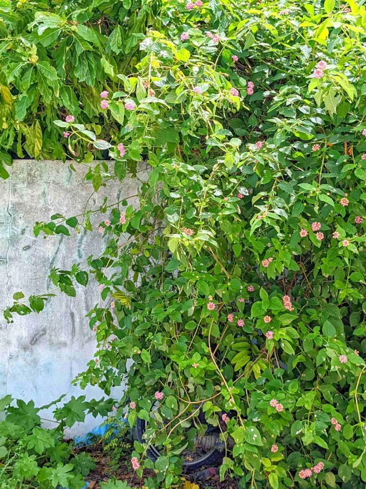 Restaurant/places to eat in Dhoadhi Retreat