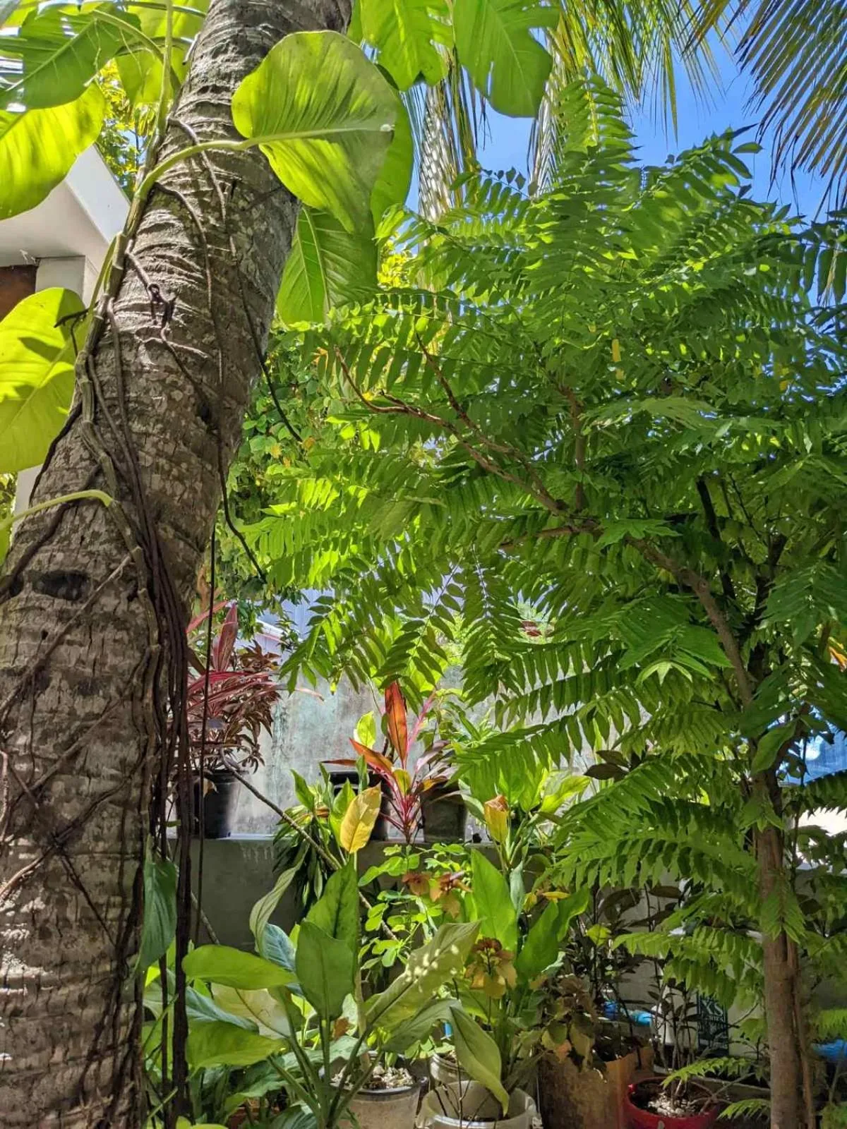 Garden in Dhoadhi Retreat