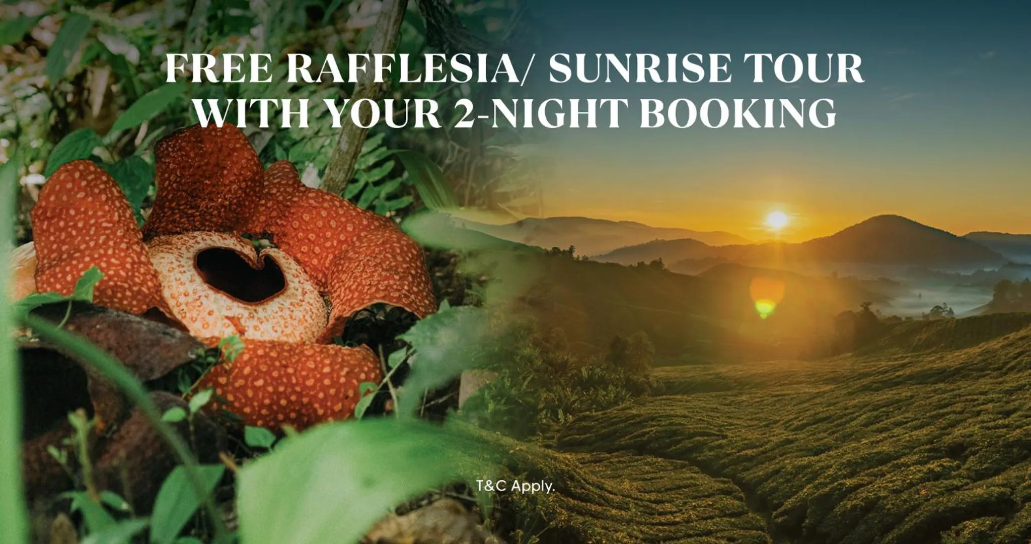 Stellar GoldenHill Cameron