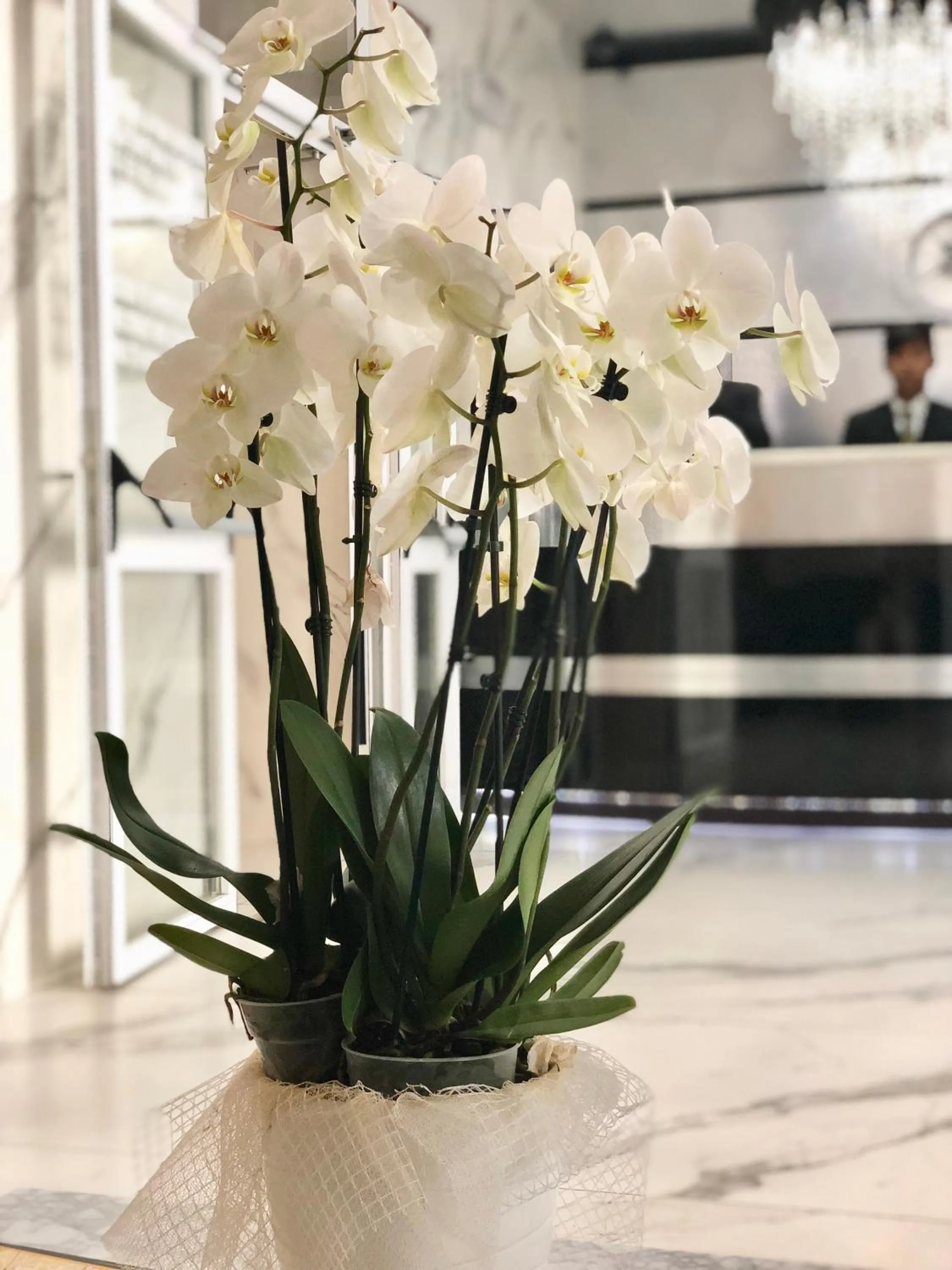 Lobby or reception in Hotel Bolzano