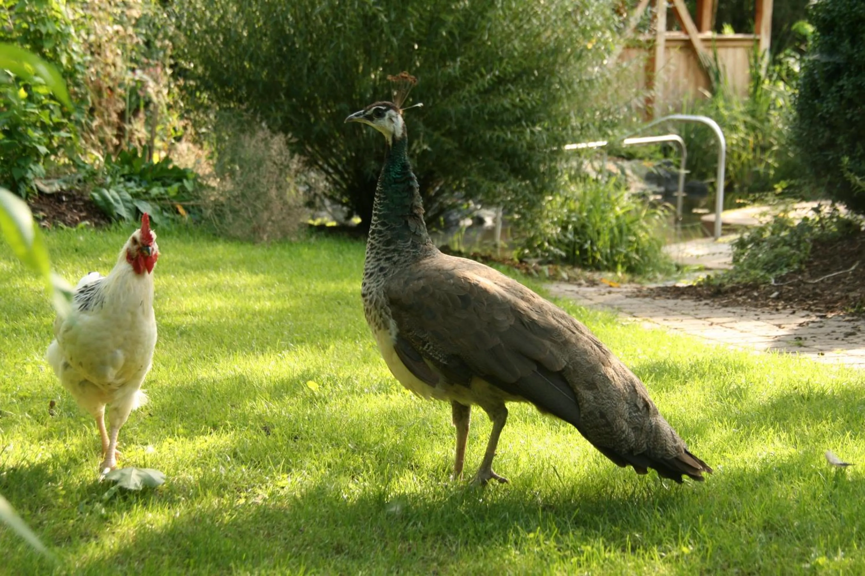 Animals in Hotel Ebner