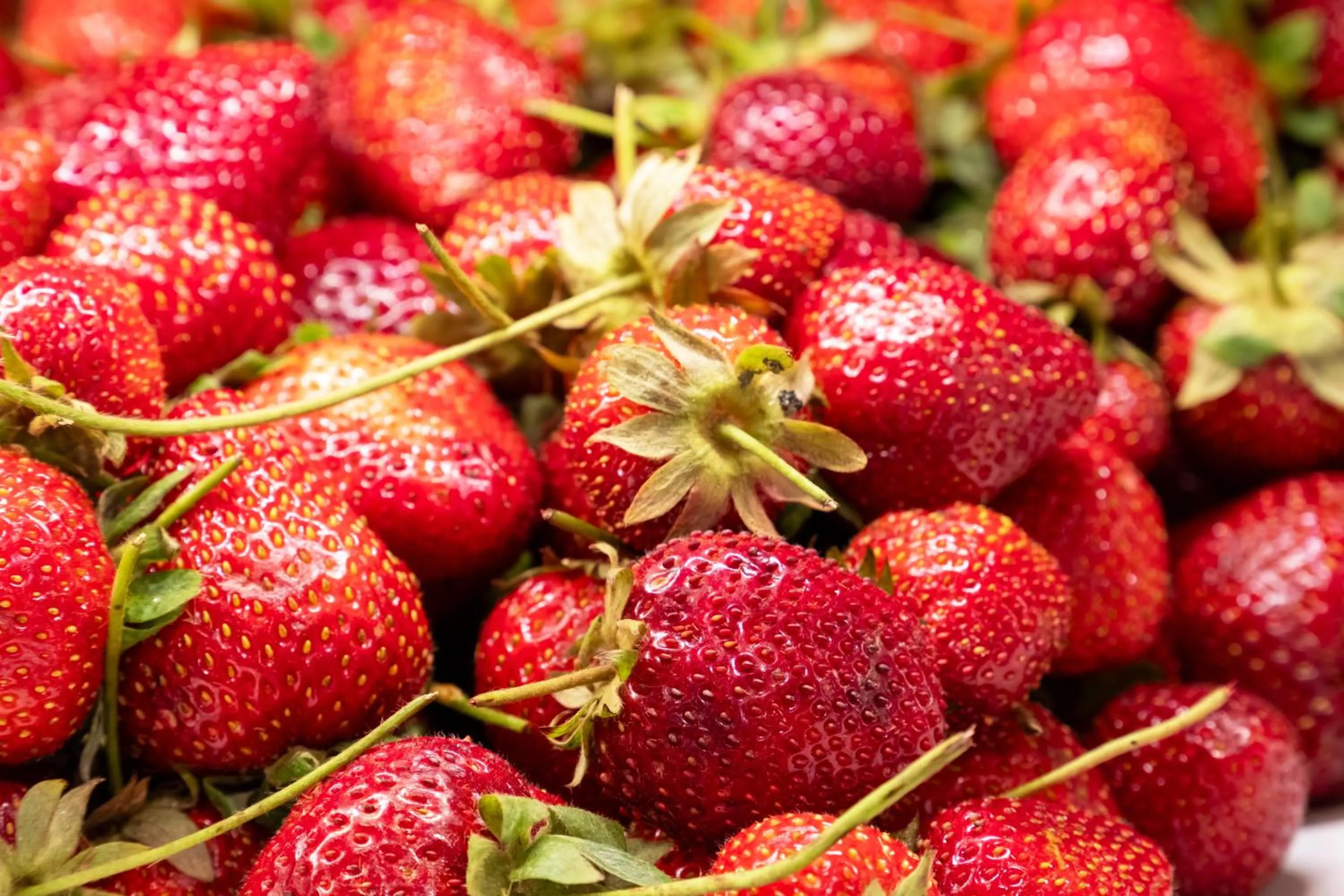 Food in Riviera Zen Hotel Adult Only