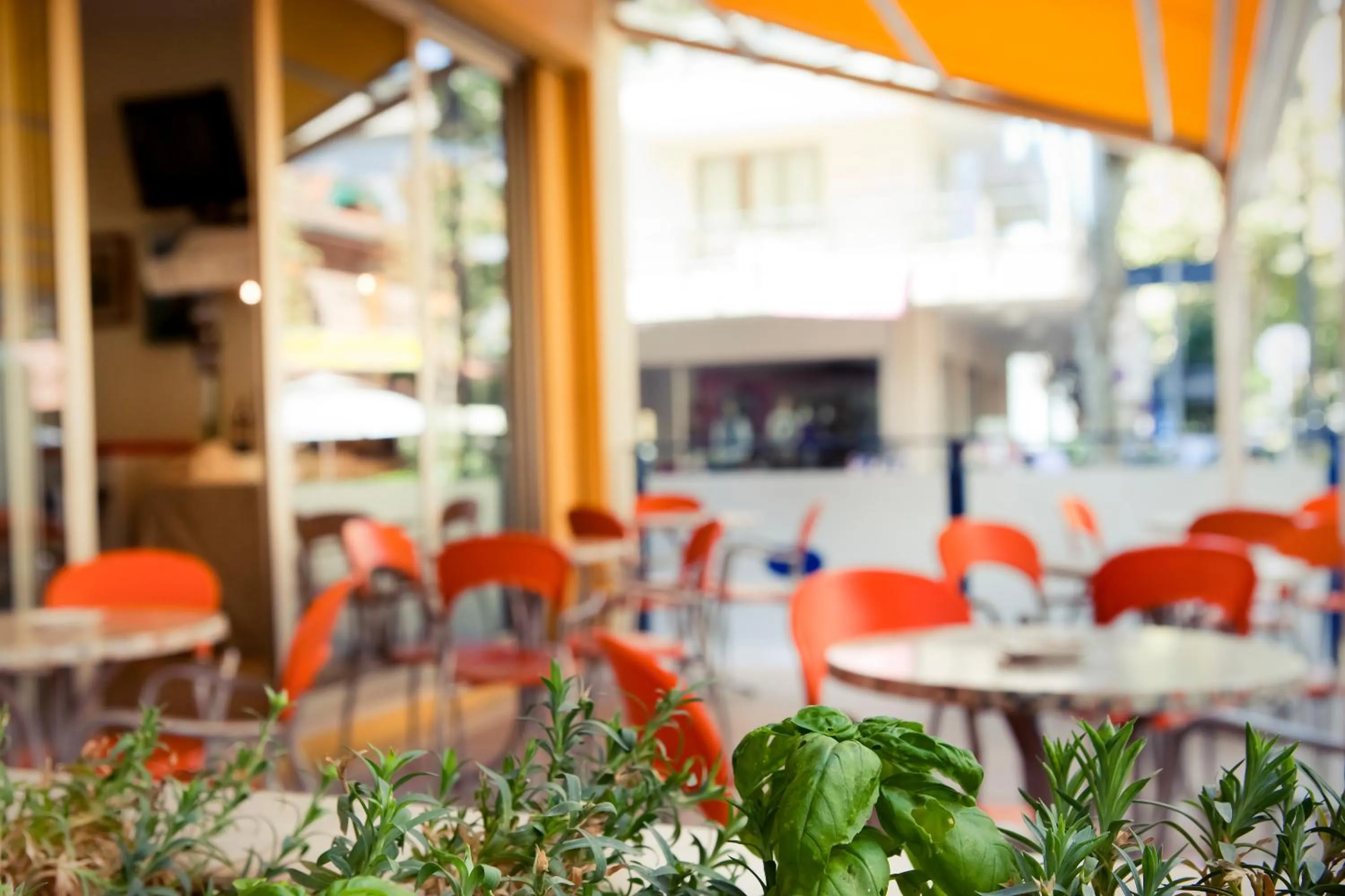 Garden in Hotel Edward