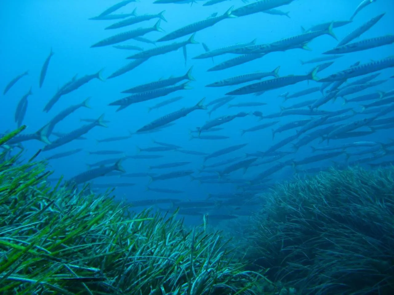 Diving in Hotel Domu Incantada