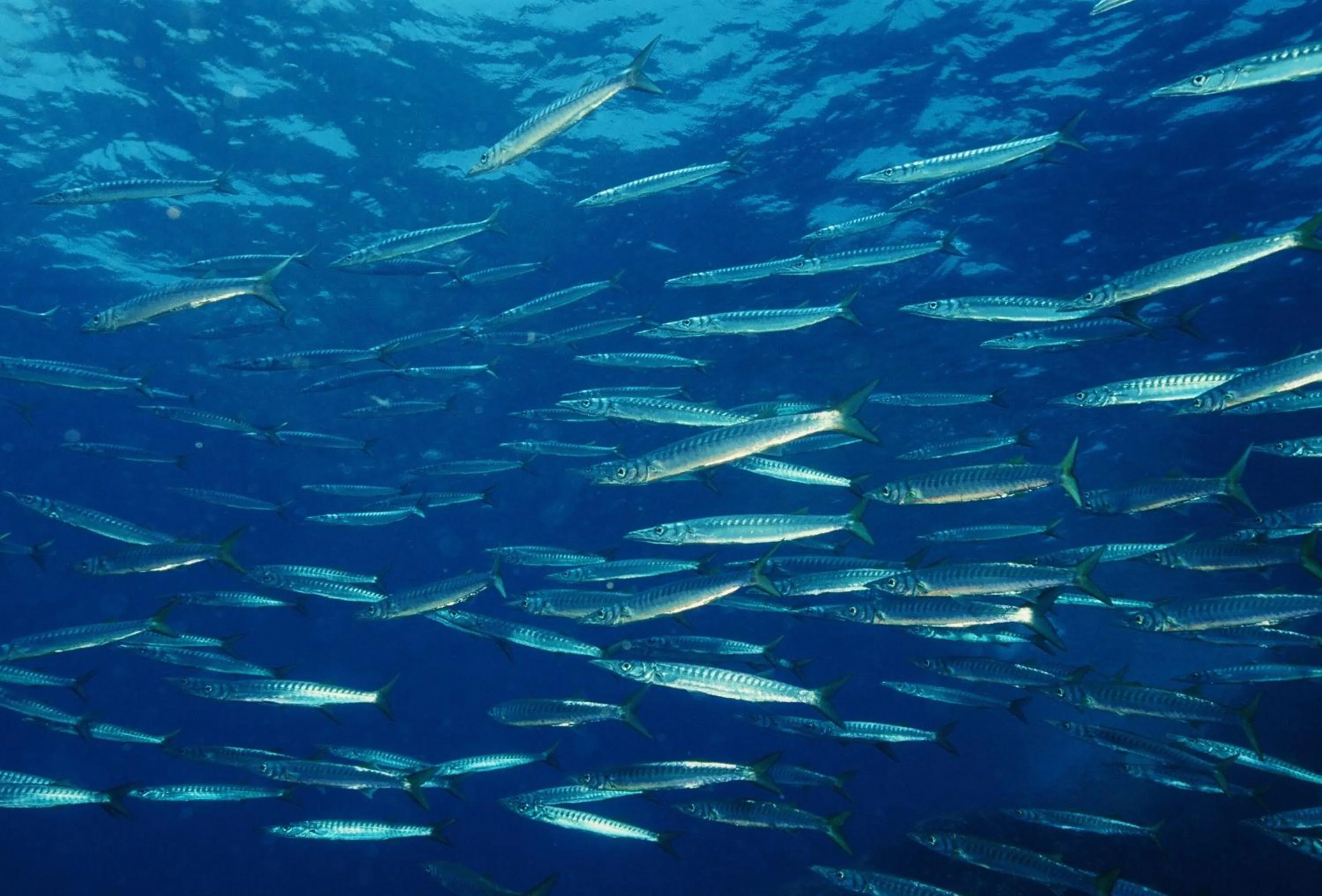 Diving in Hotel Domu Incantada