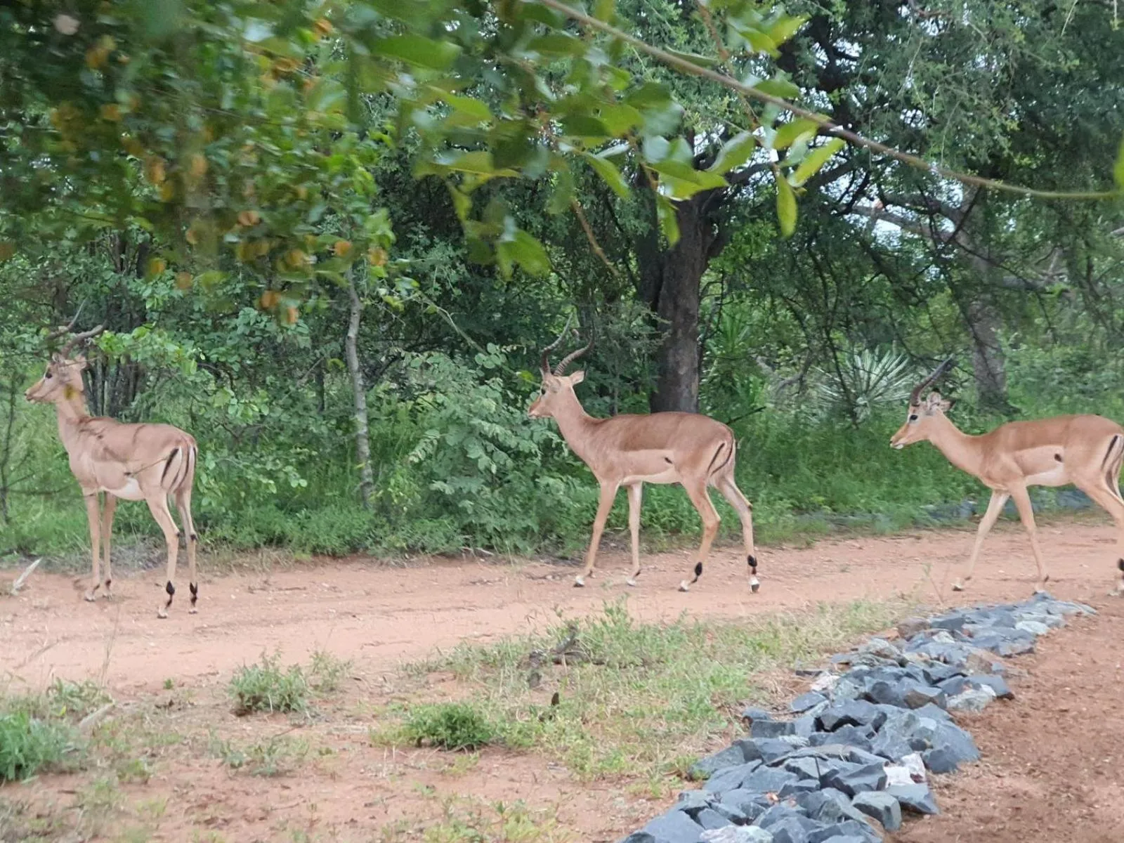 Natural landscape in Masorini Bush Lodge & Safari Tents