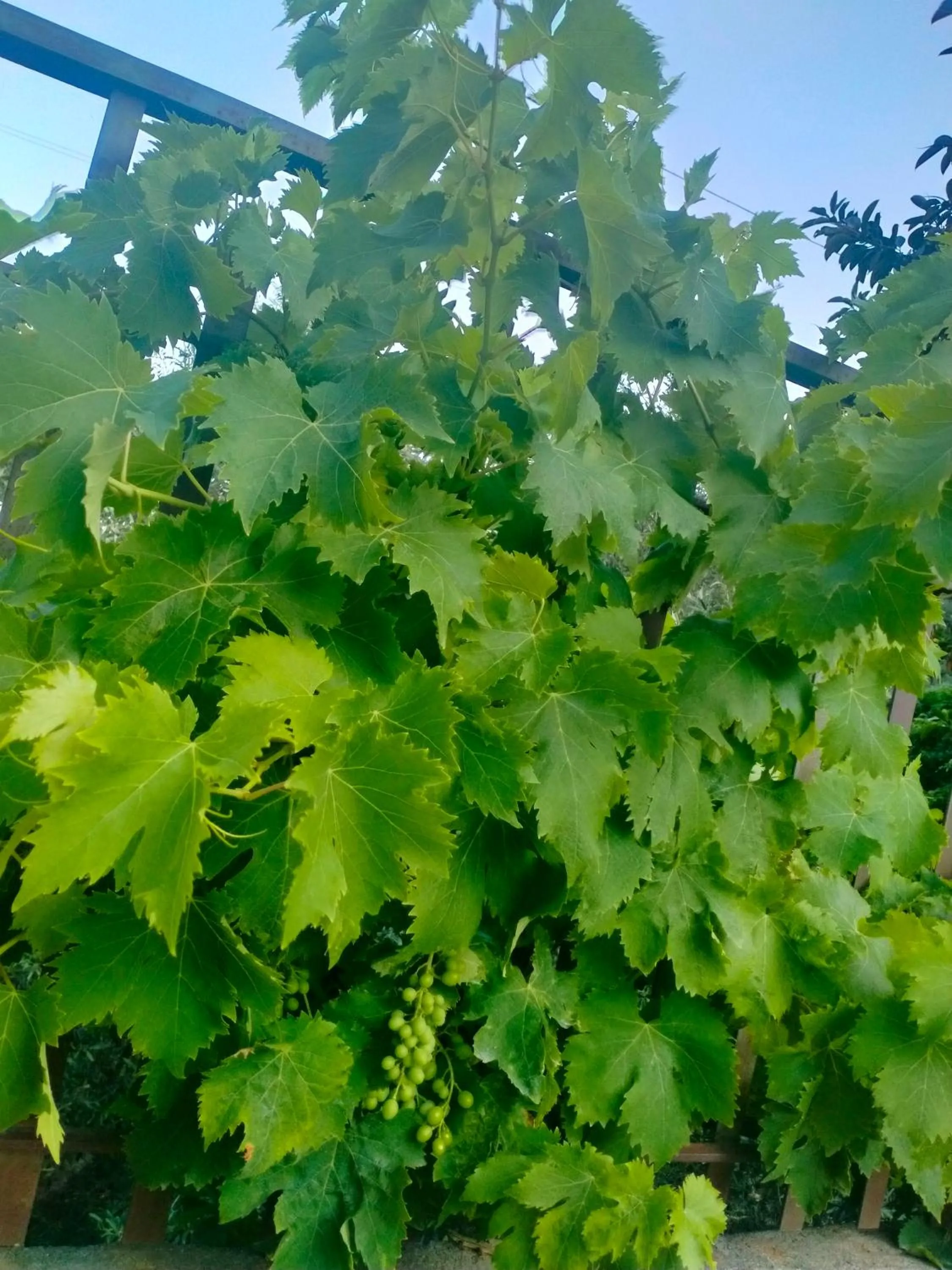 Garden in Il Siriaco