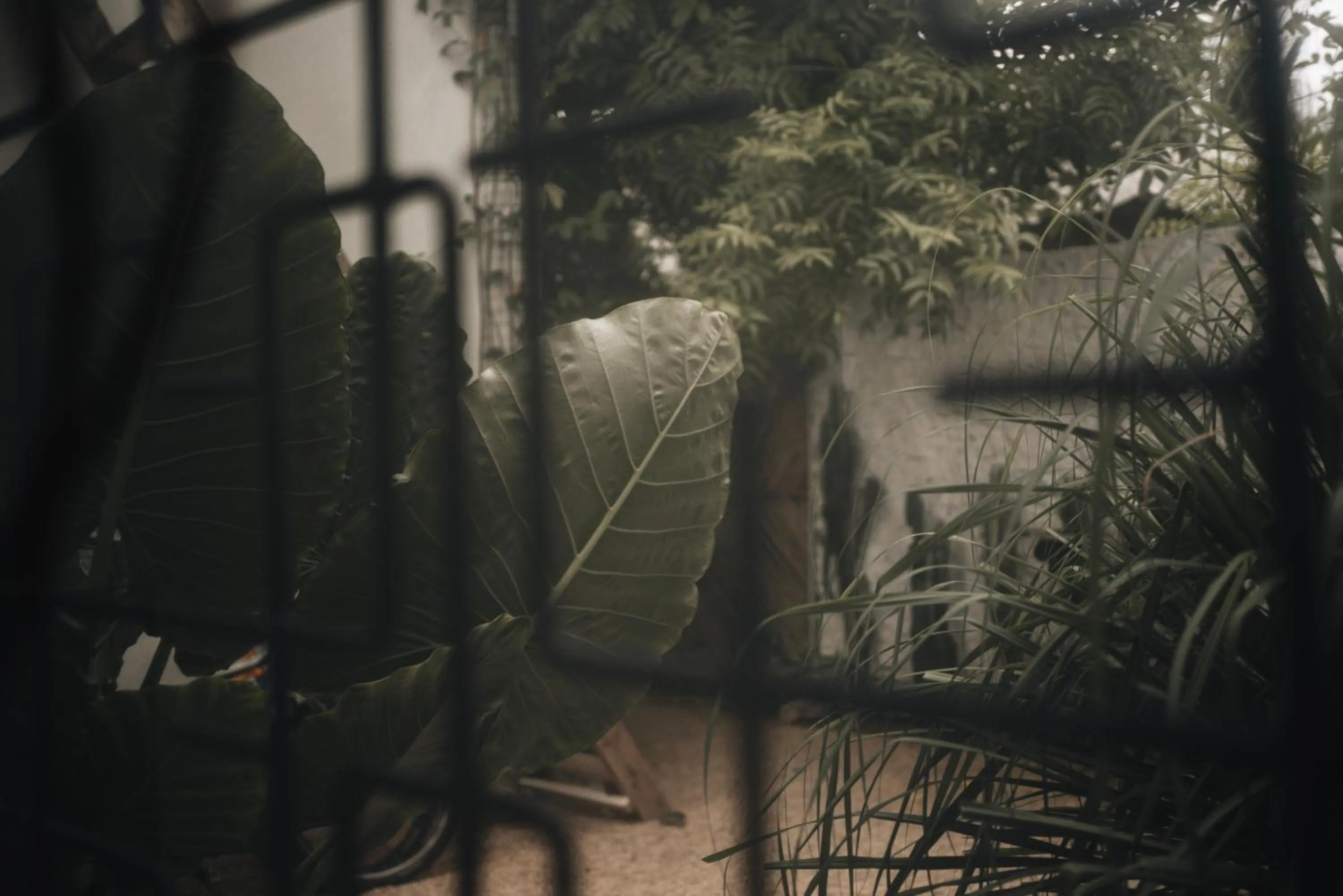 Garden view in BaraBara Eat&Sleep