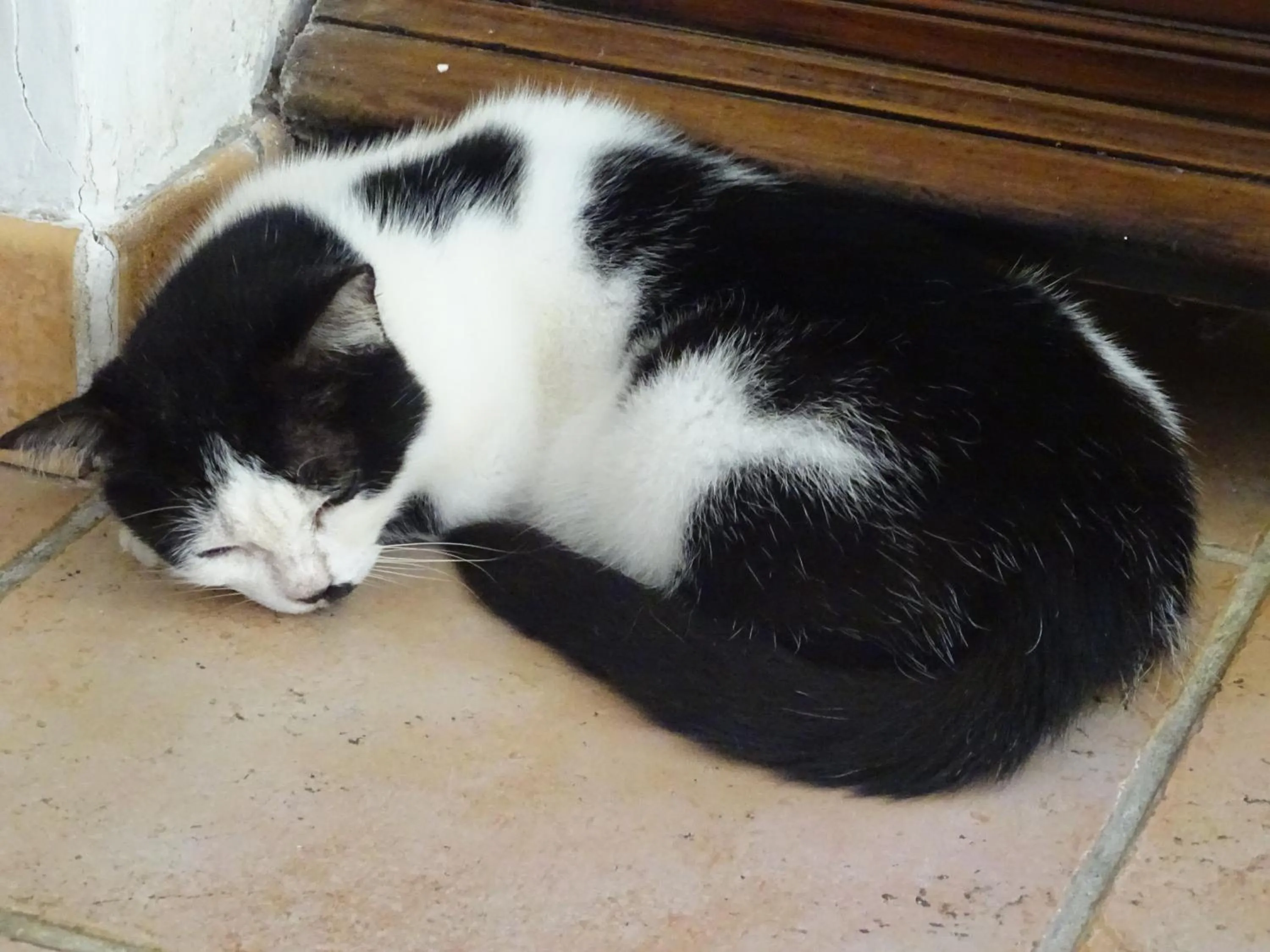 Pets in Les Créolines