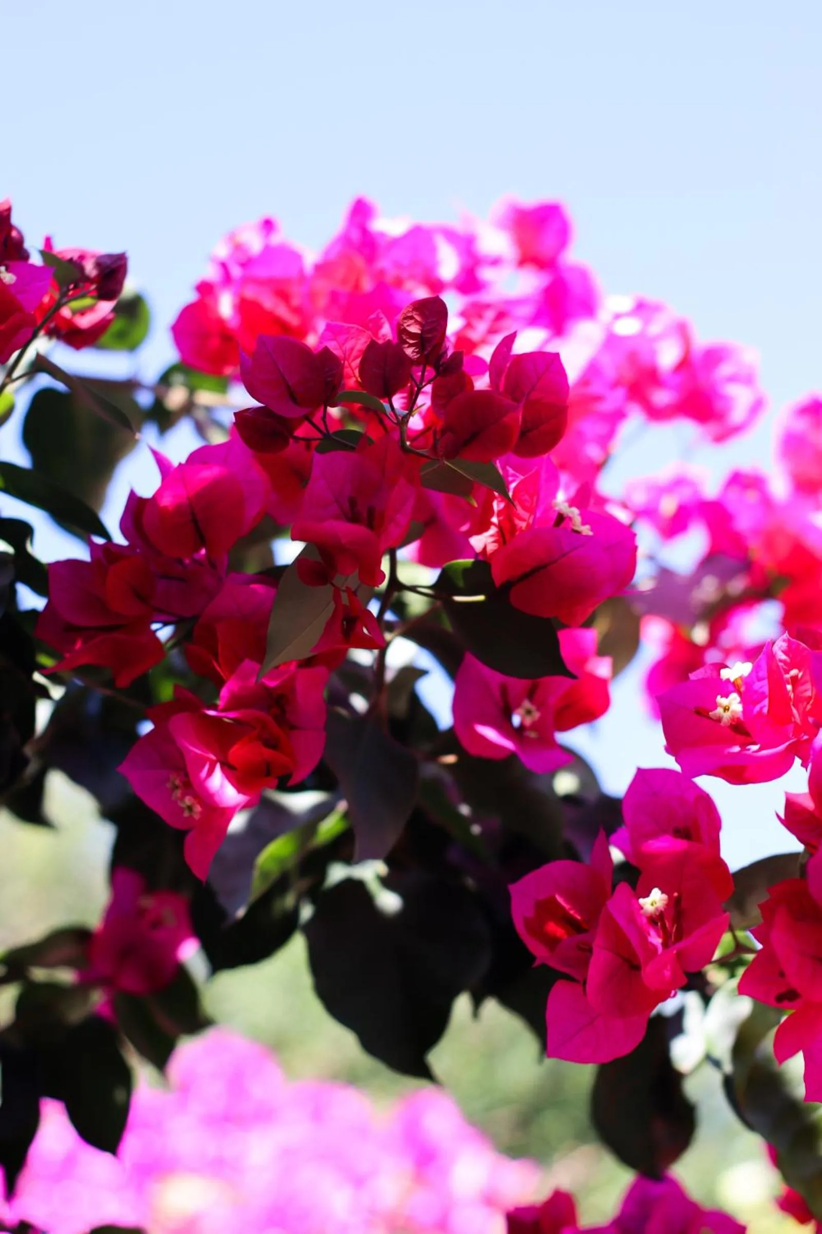Garden in Complejo Oceanico