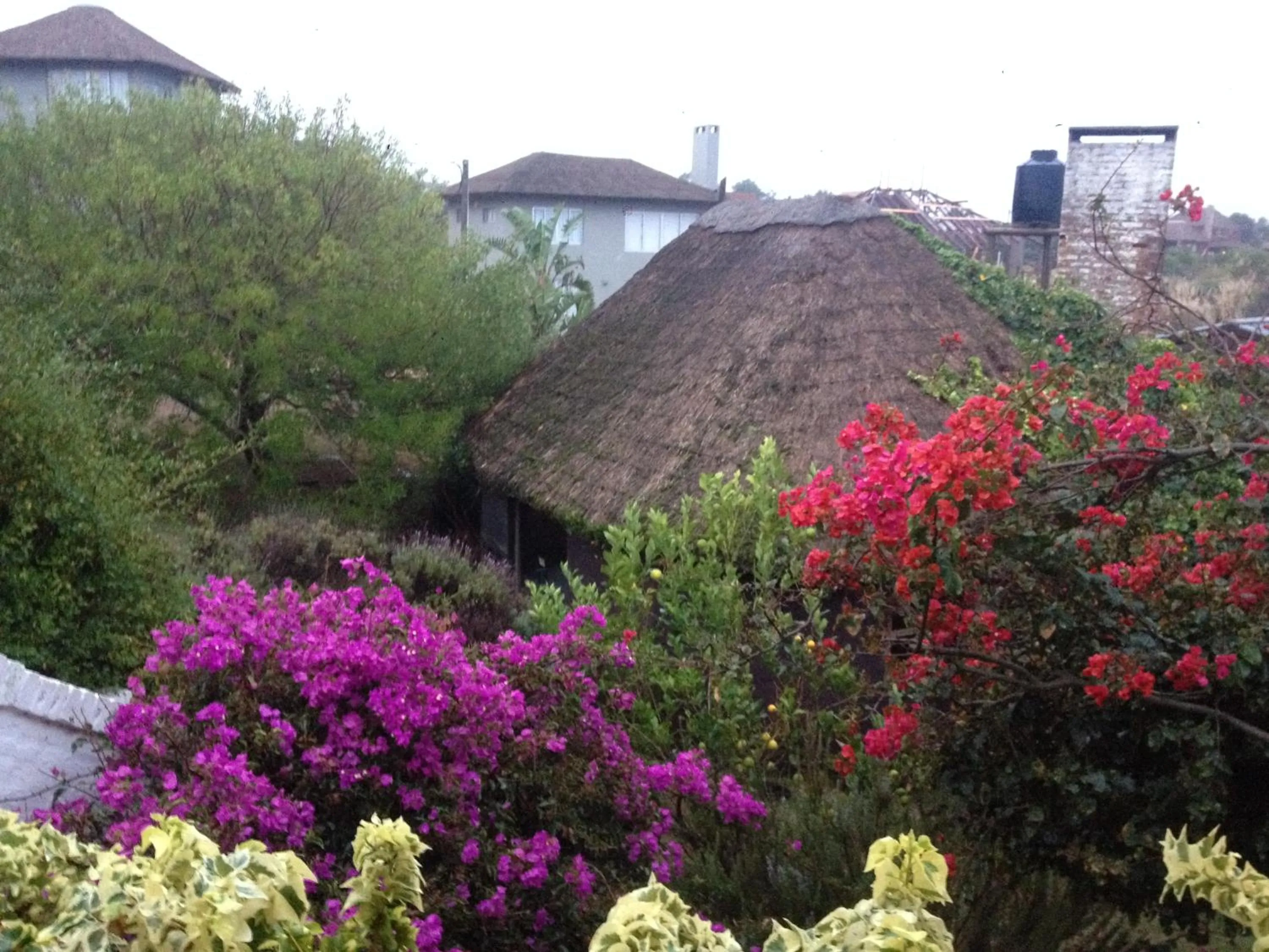 Garden in Complejo Oceanico