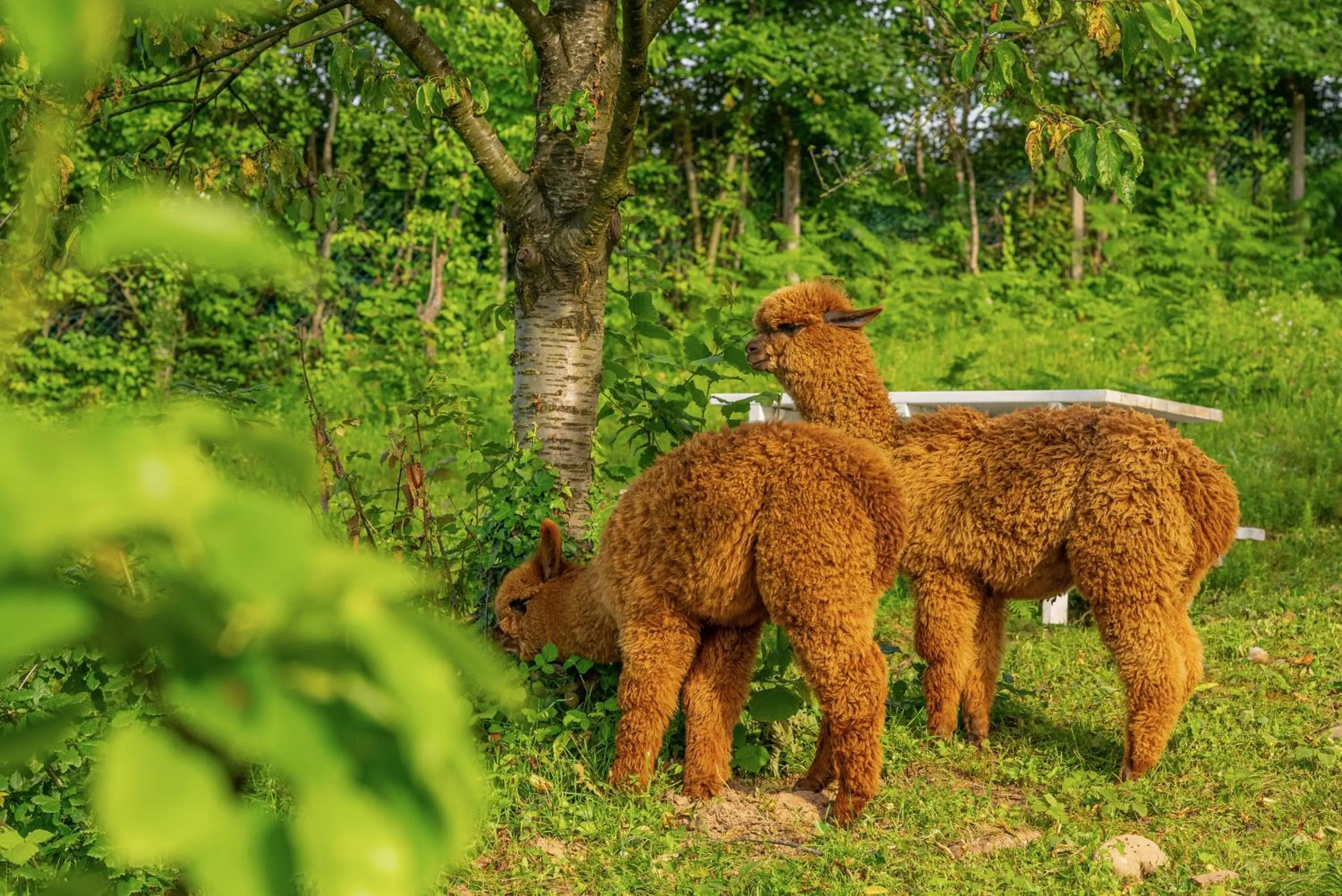 Alya Kartepe Villa Hotel