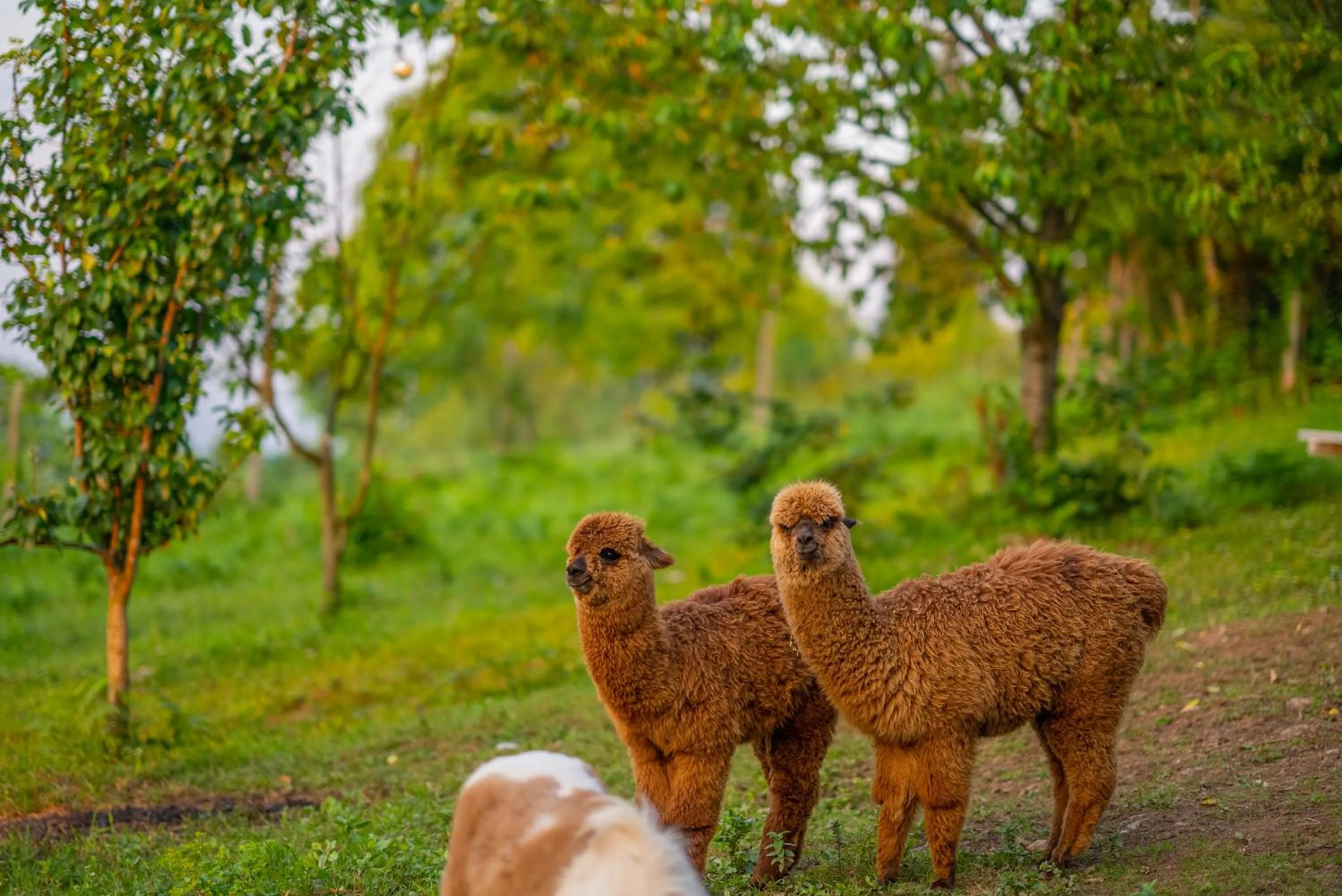 Alya Kartepe Villa Hotel