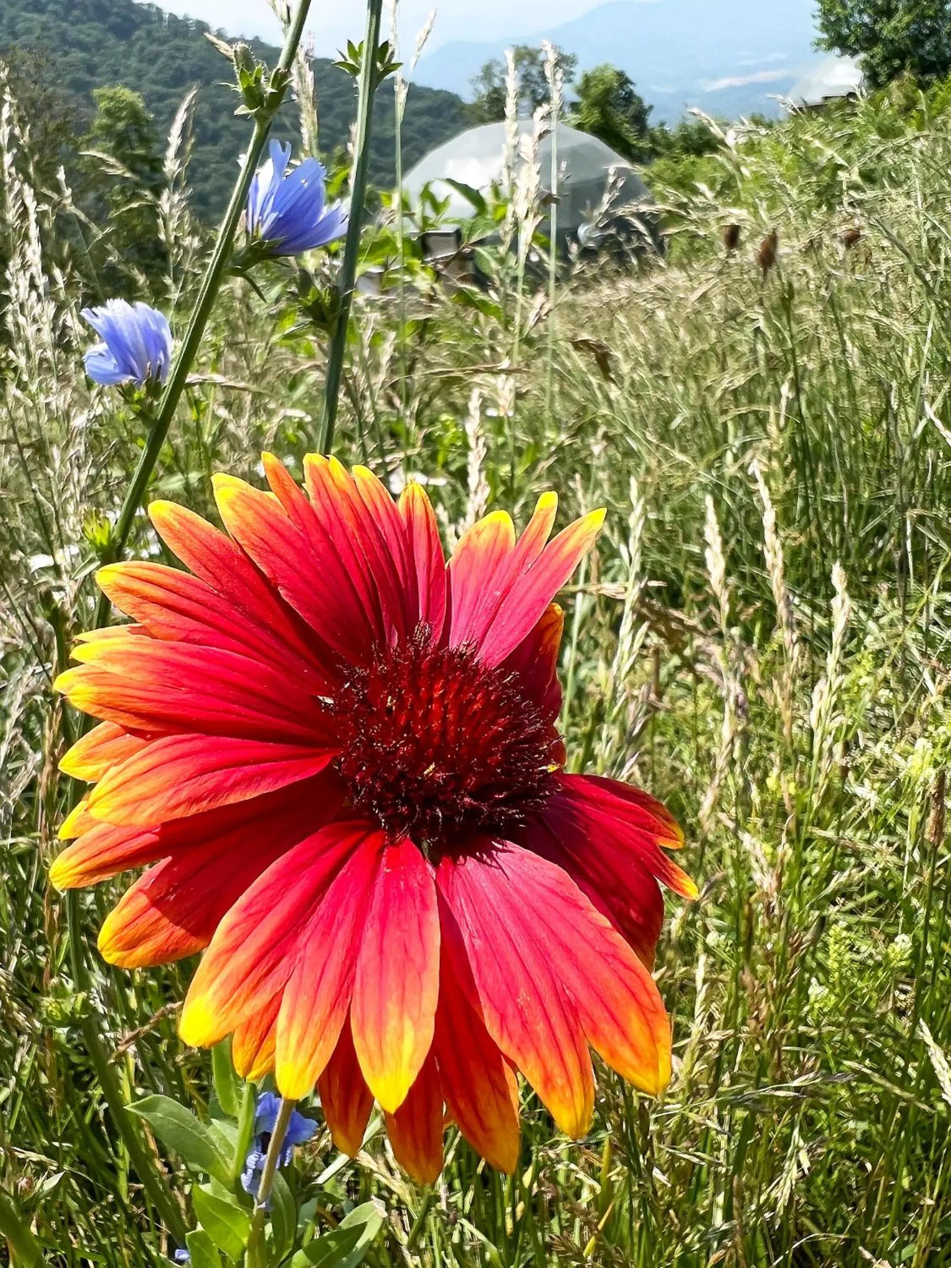 The Glamping Collective