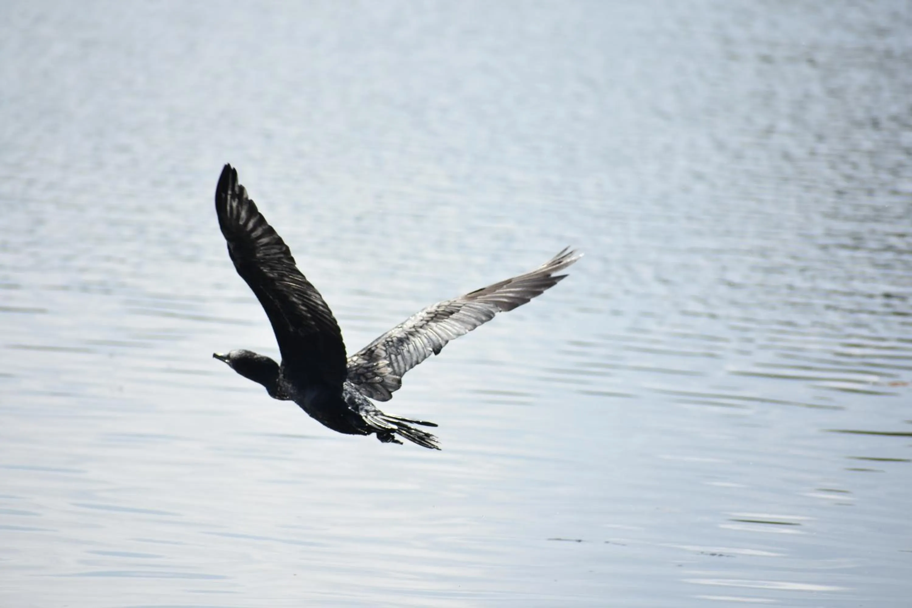 Off site in Little Pumpkin Cabanas & seafood restaurant