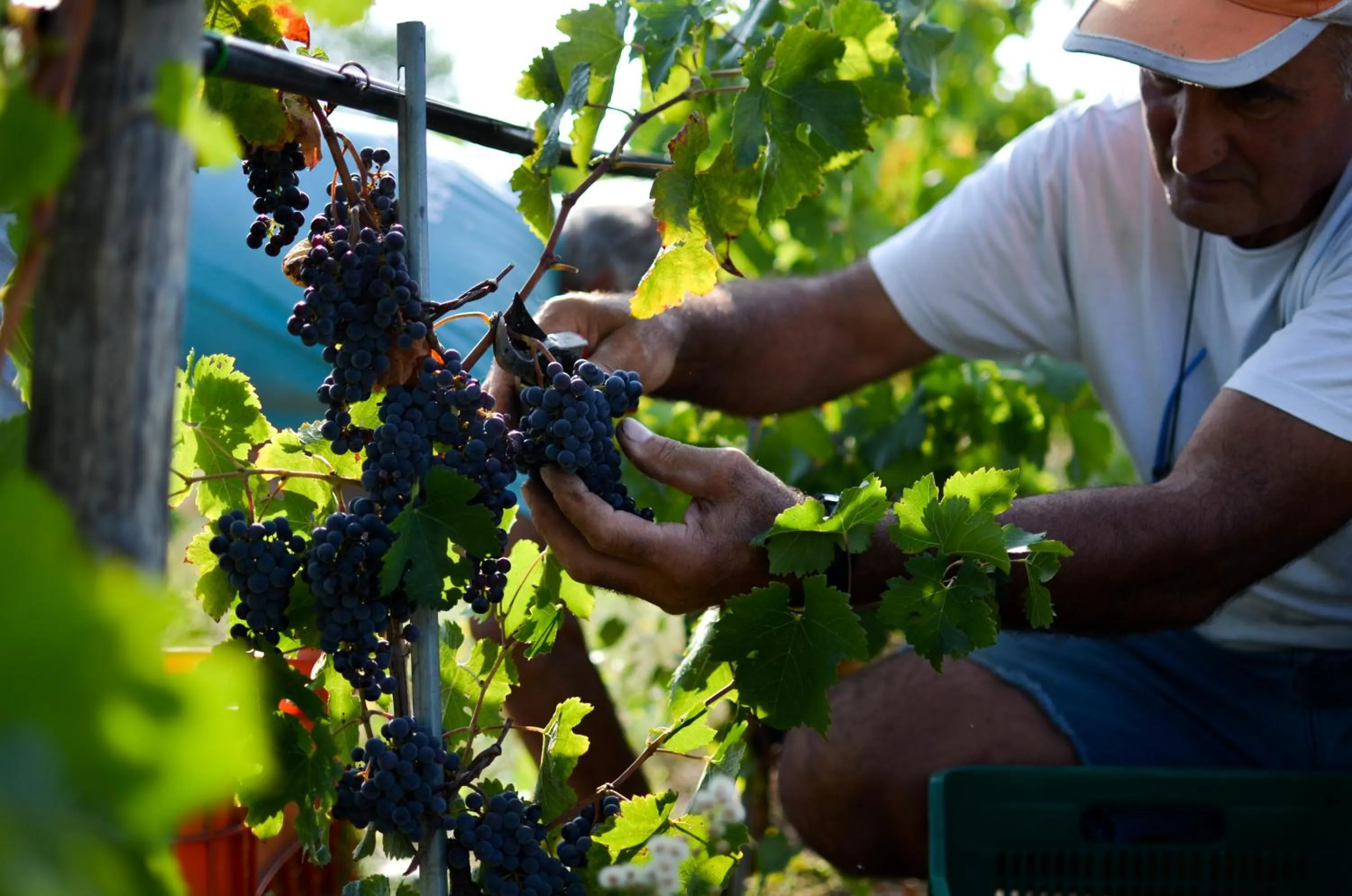 Restaurant/places to eat in Cortona Resort-Le Terre Dei Cavalieri