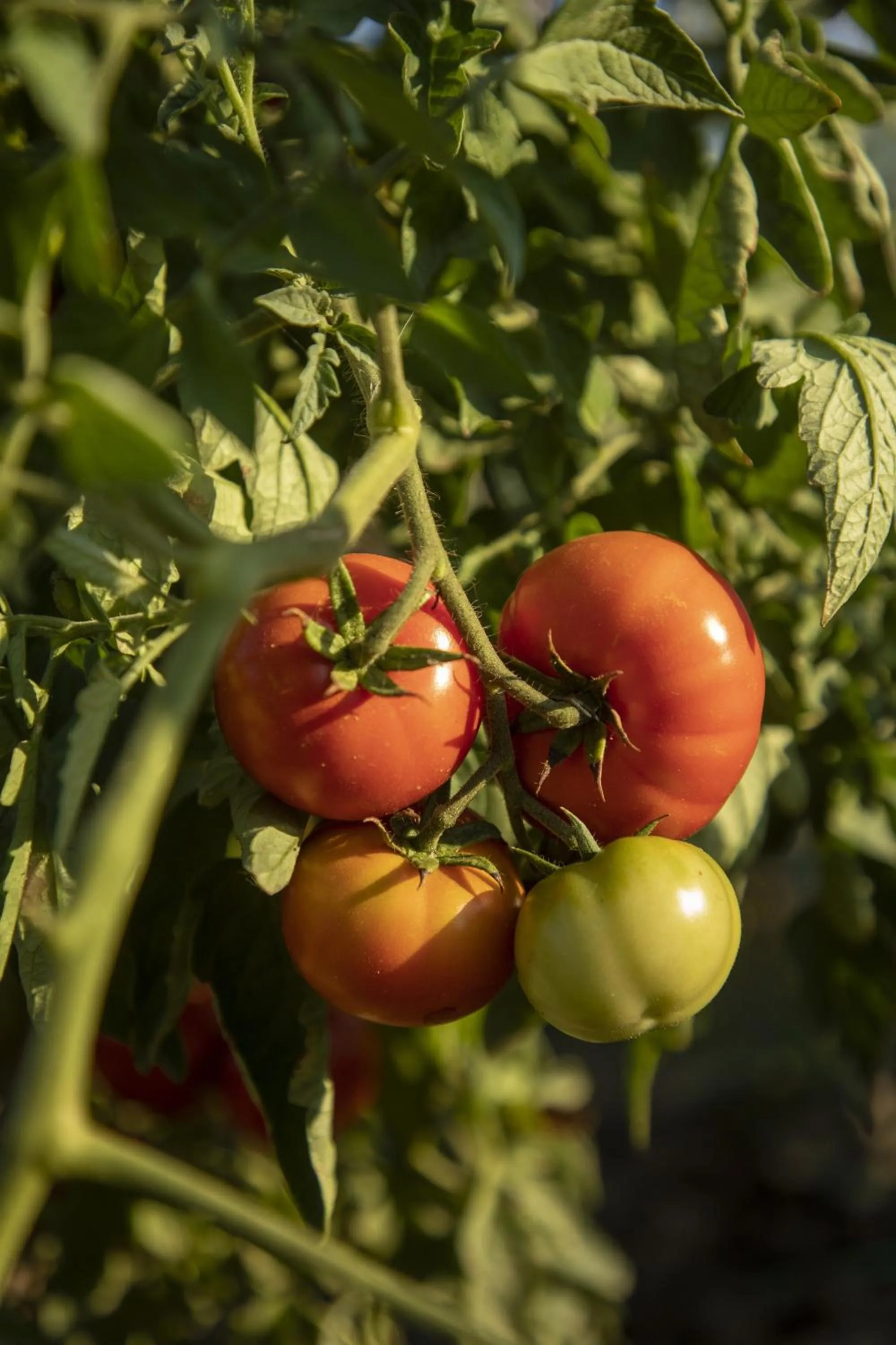 Restaurant/places to eat in Cortona Resort-Le Terre Dei Cavalieri